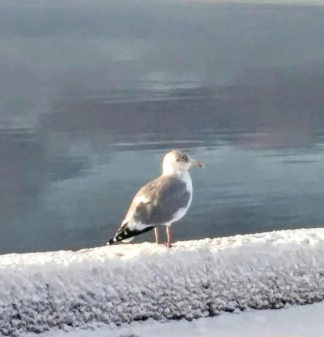 Sea view in Braeside Country Inn