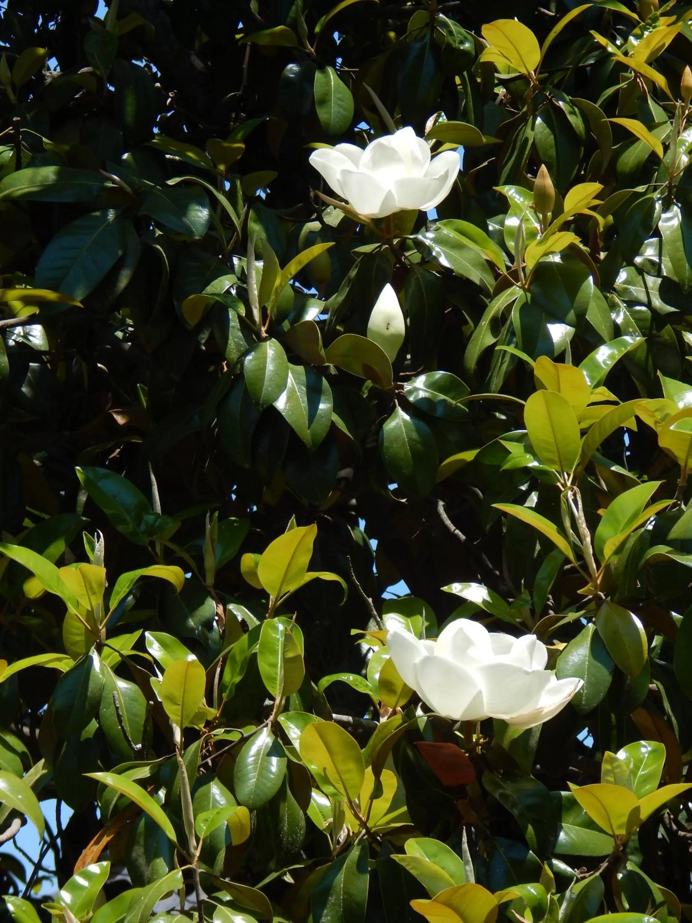 Garden view, Garden in Fruits of Vienna B&B