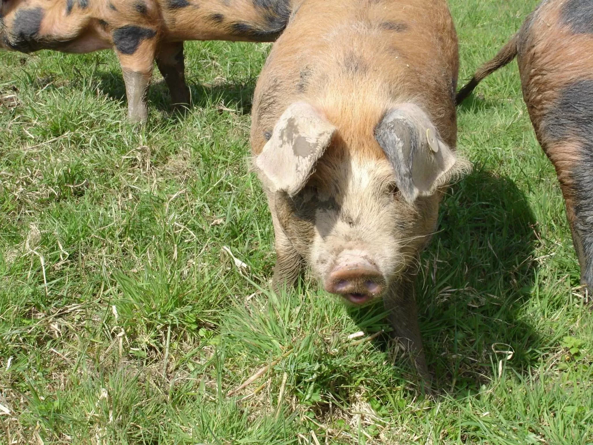 Animals in Leworthy Farmhouse Bed and Breakfast