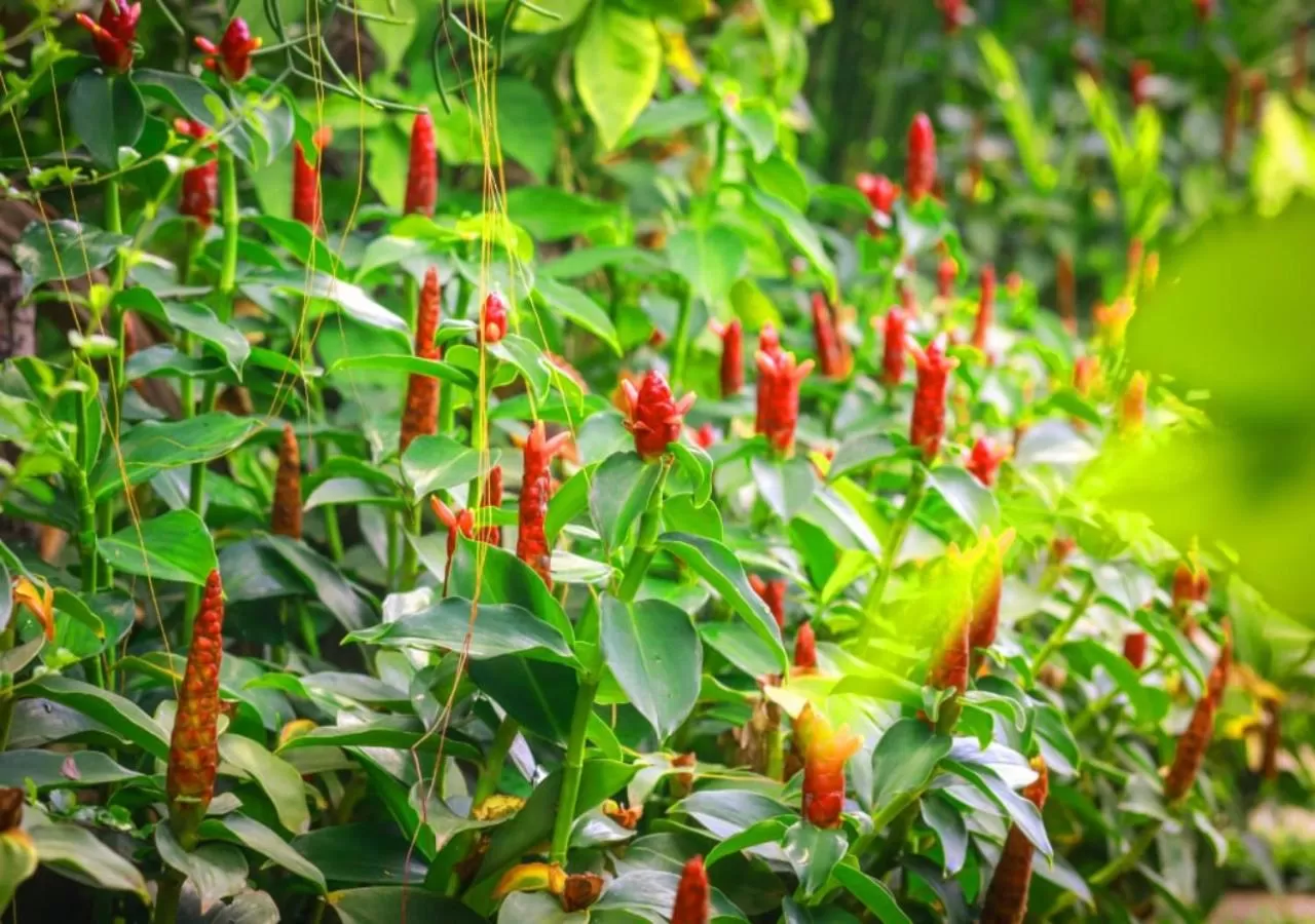 Garden in Ladear Privilege Rooms