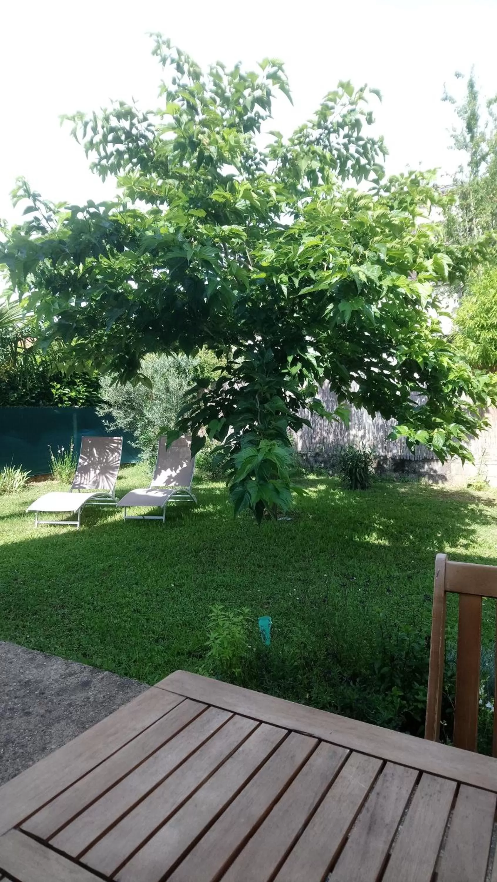Patio in Fleurs de Cosmos