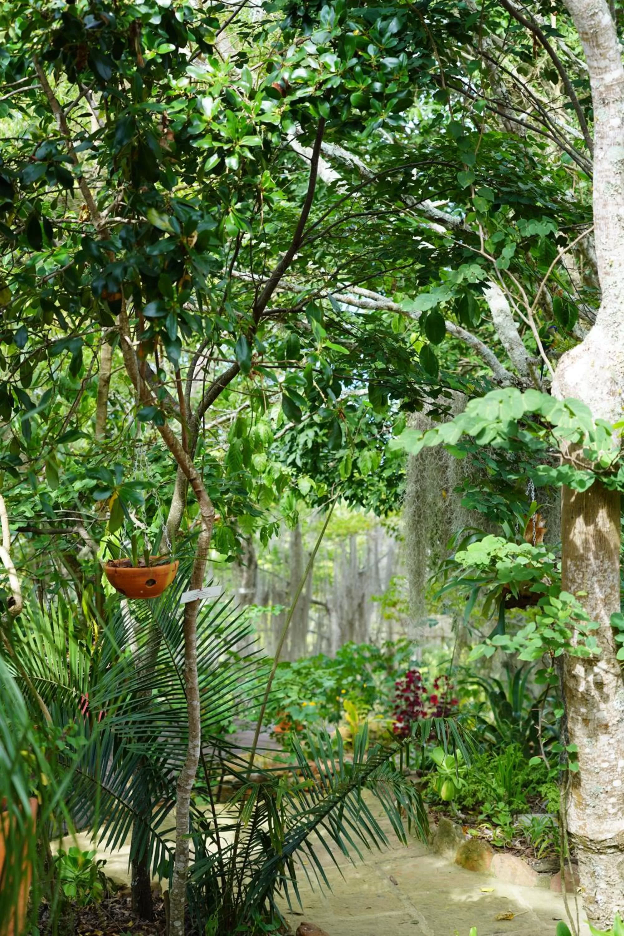 Garden in El Paraiso - B&B Finca San Vicente