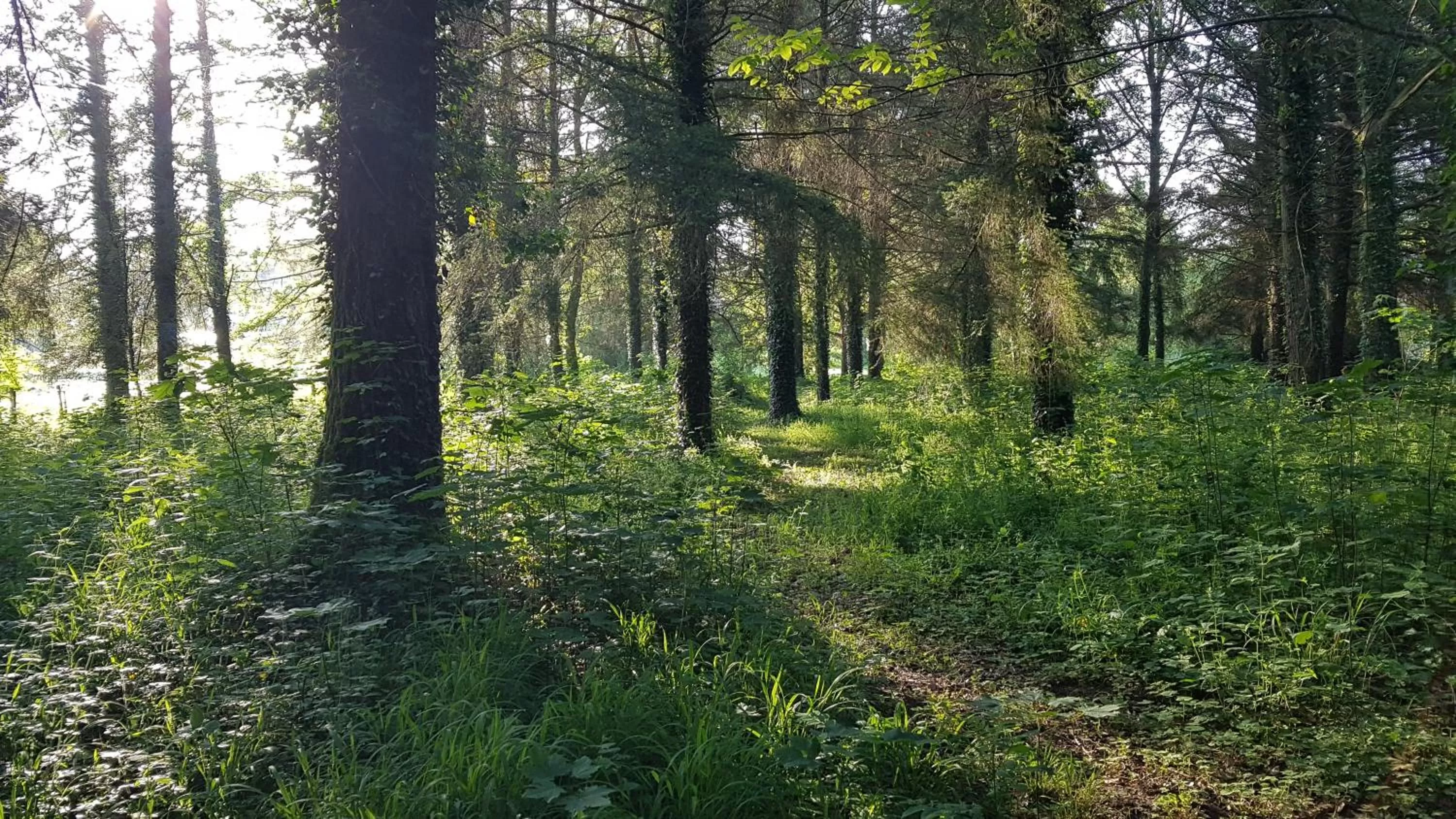 Garden in L'ancienne Gendarmerie
