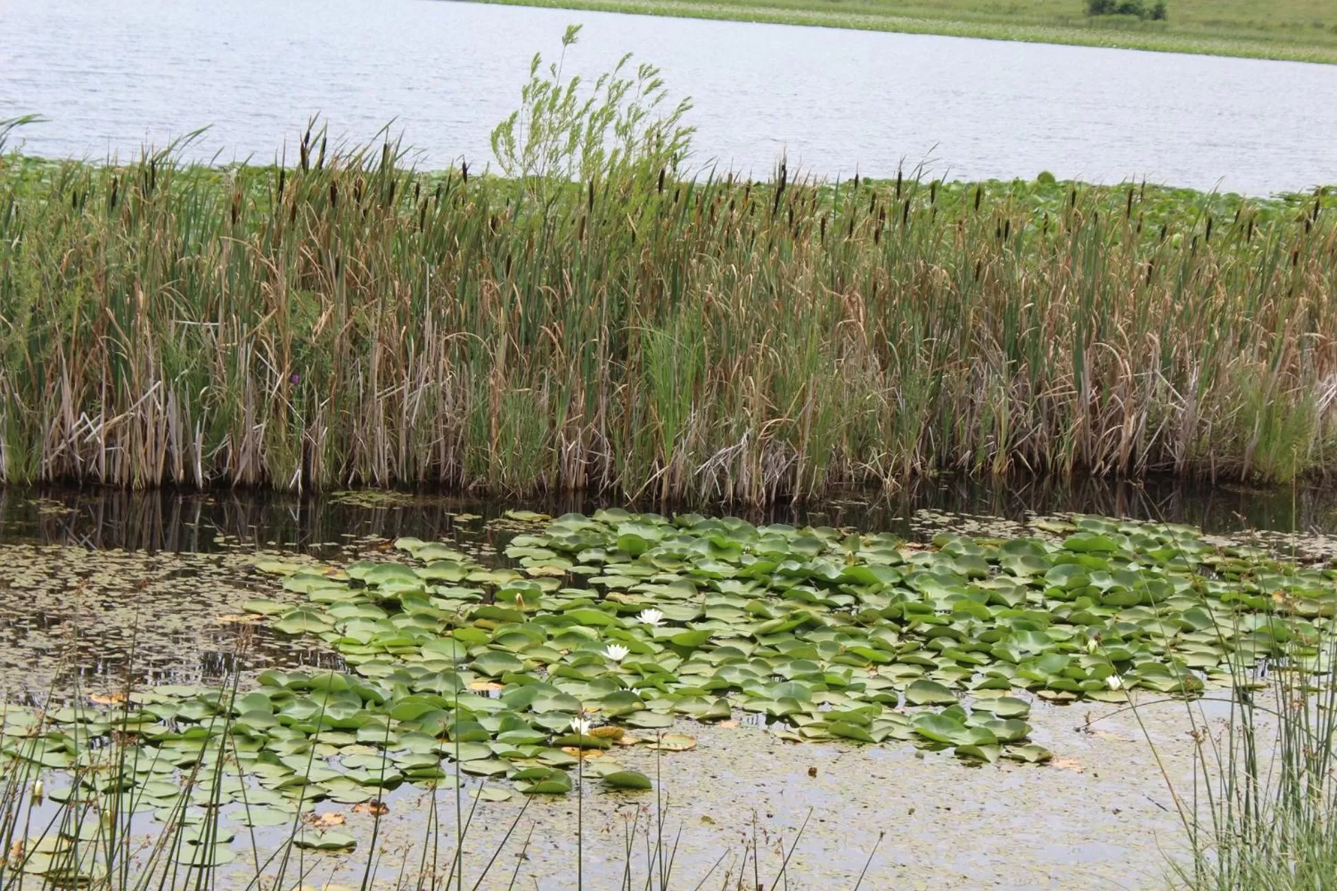 Ruzanna's Bed & Breakfast