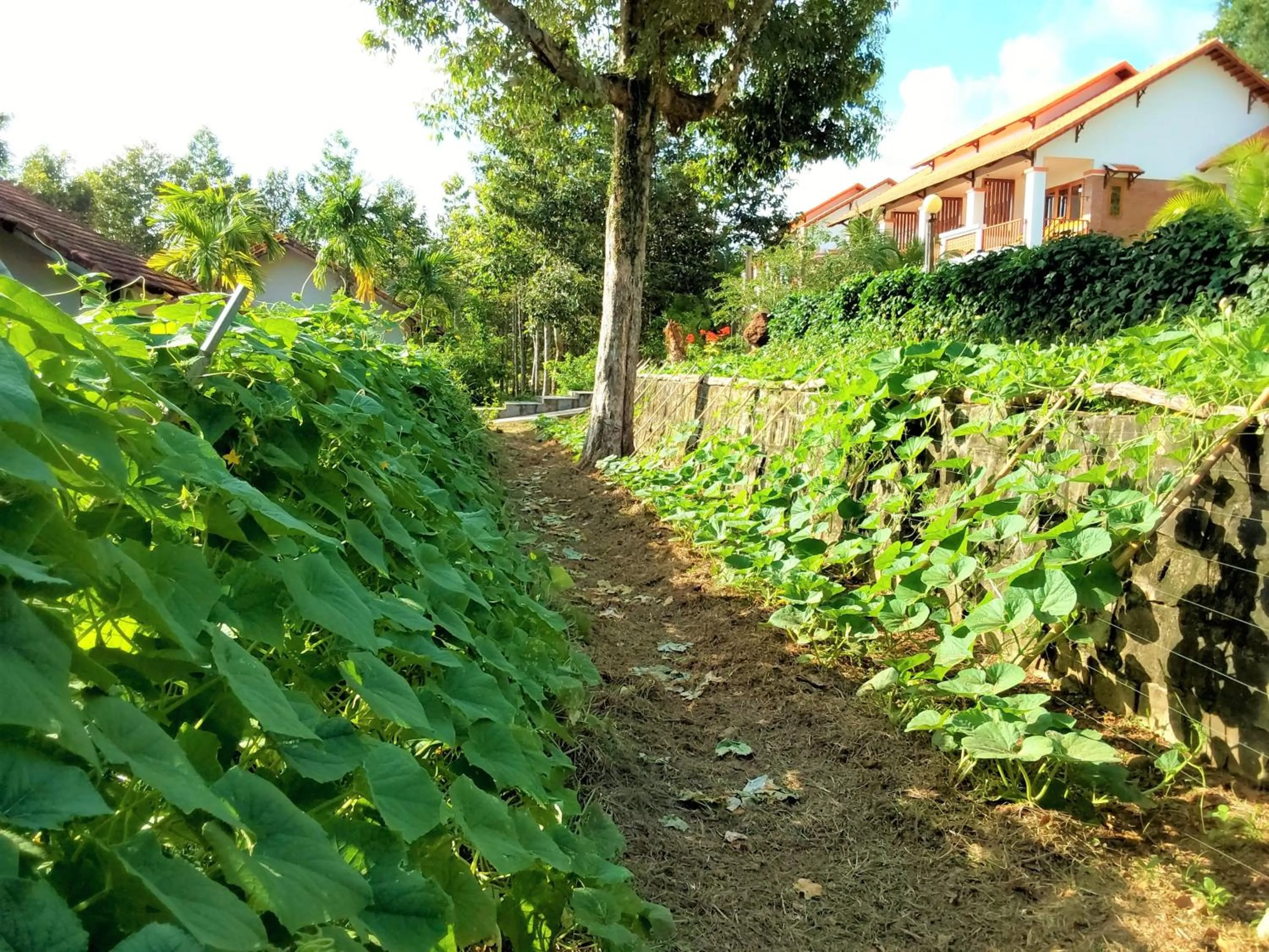 View (from property/room) in The Garden House Phu Quoc Resort