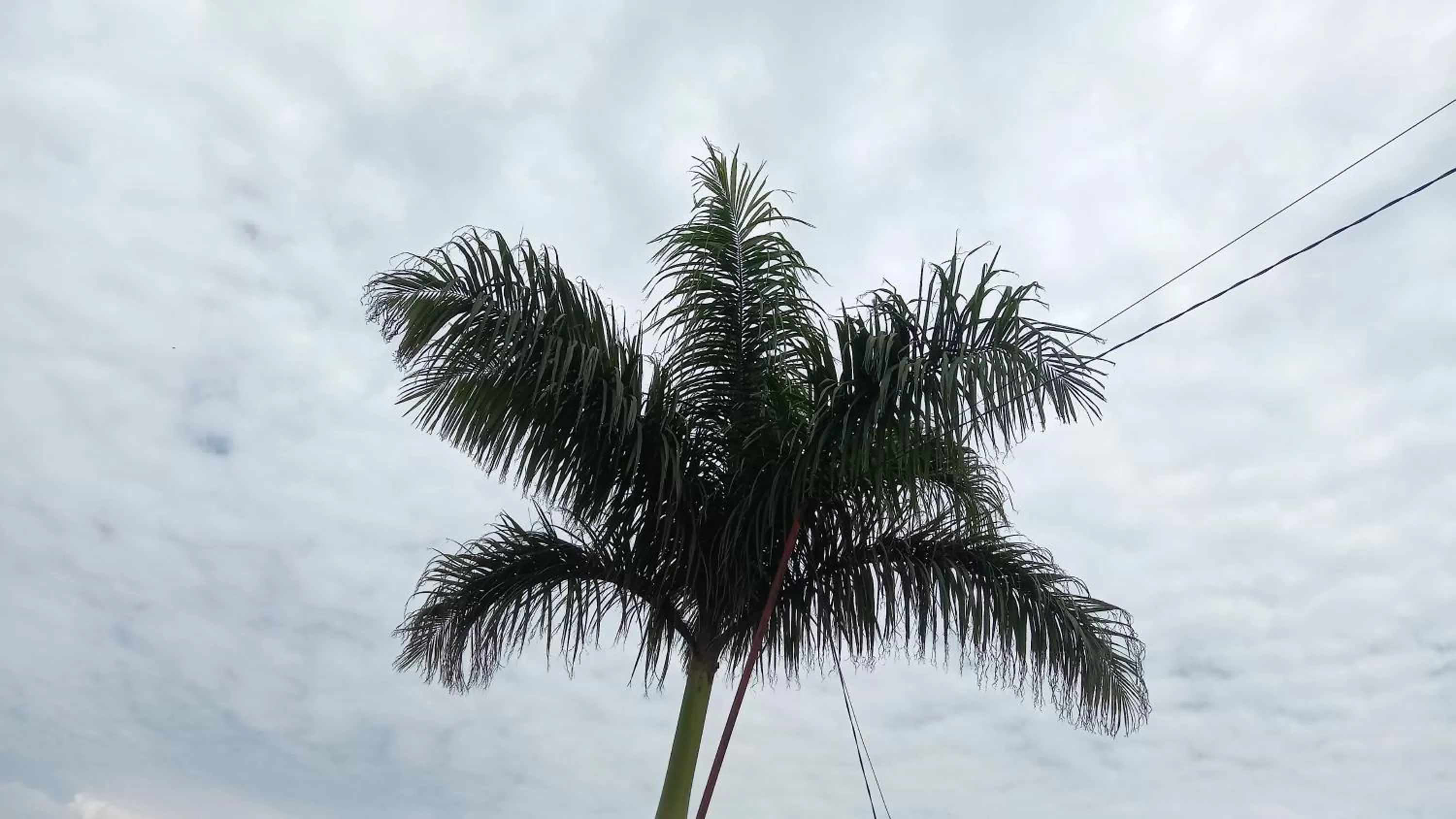 Tommy's Budget Rooms