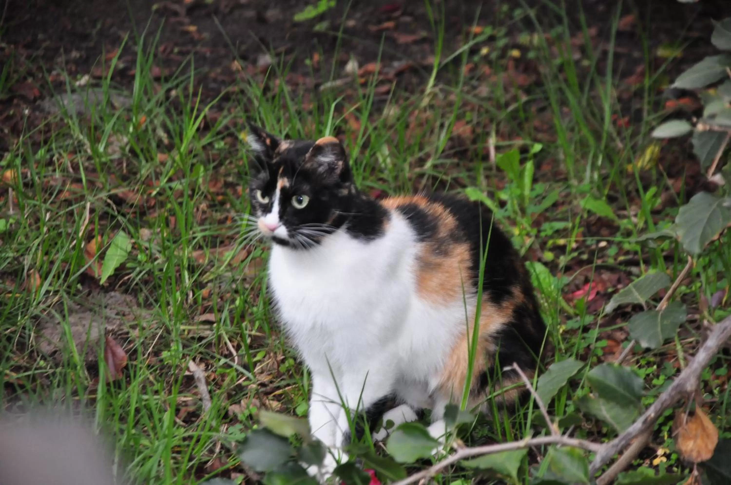 Pets in Hotel Museo la Posada del Molino