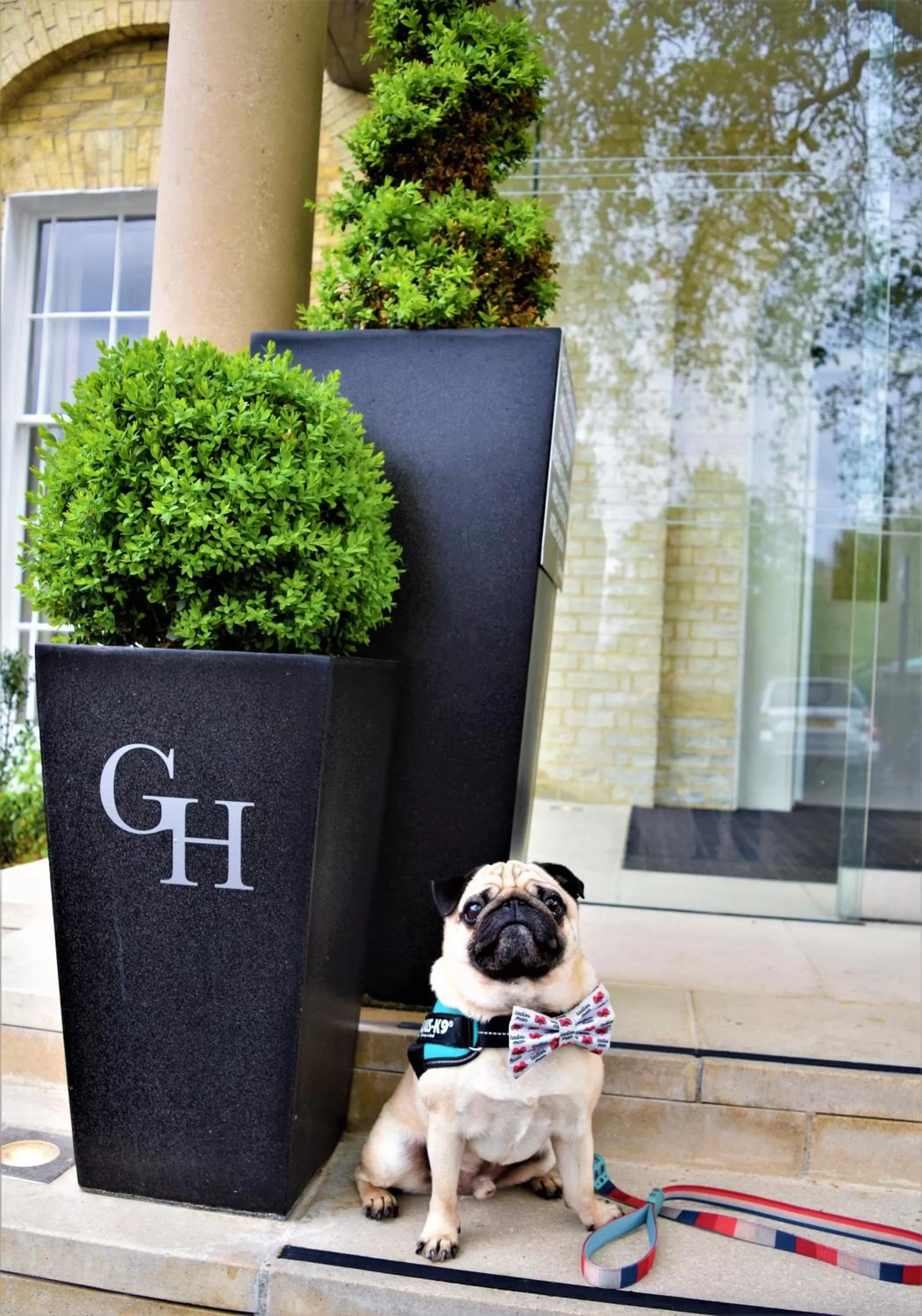 Pets in Gonville Hotel