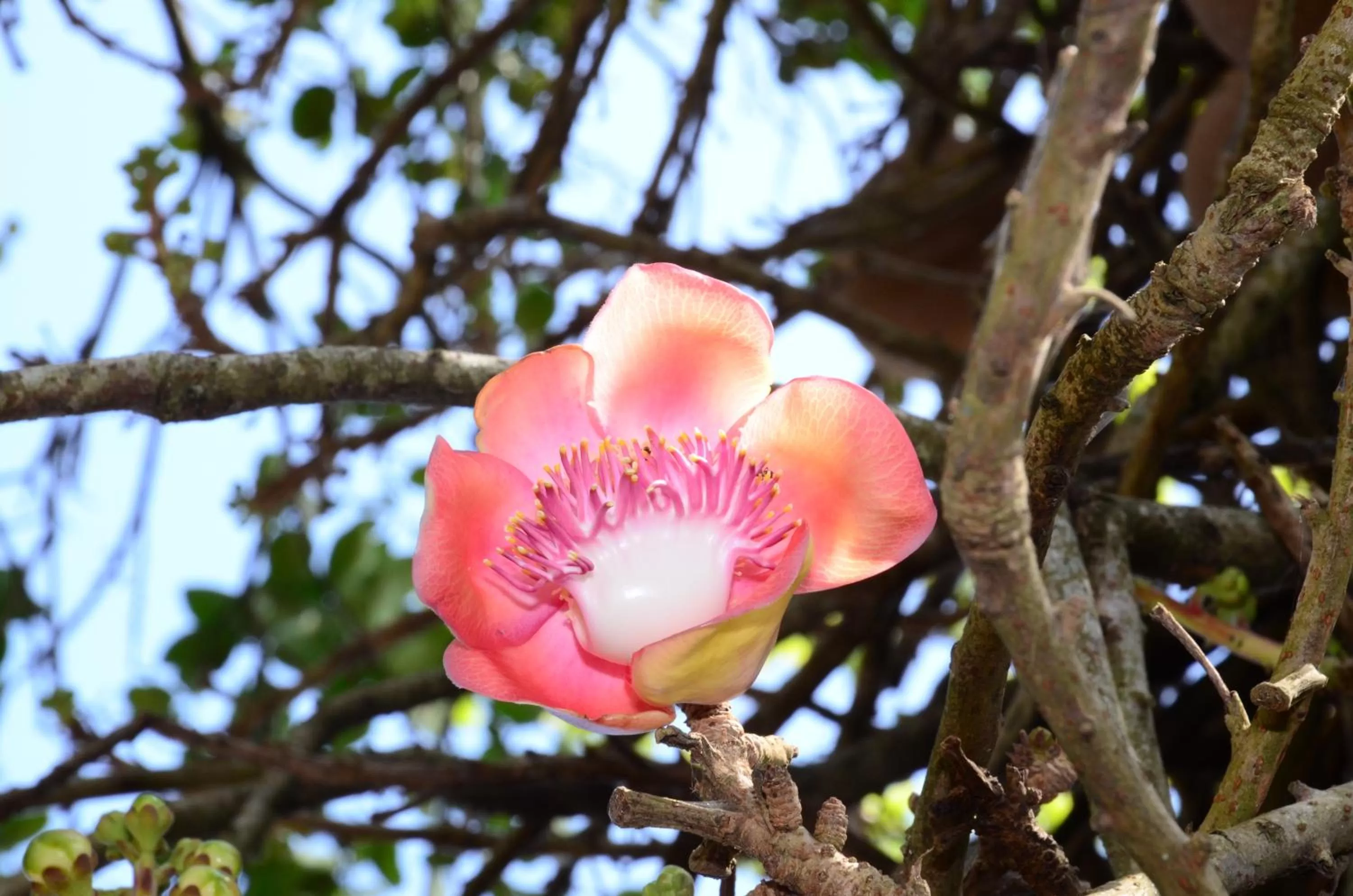 On site in Hotel See Kandy