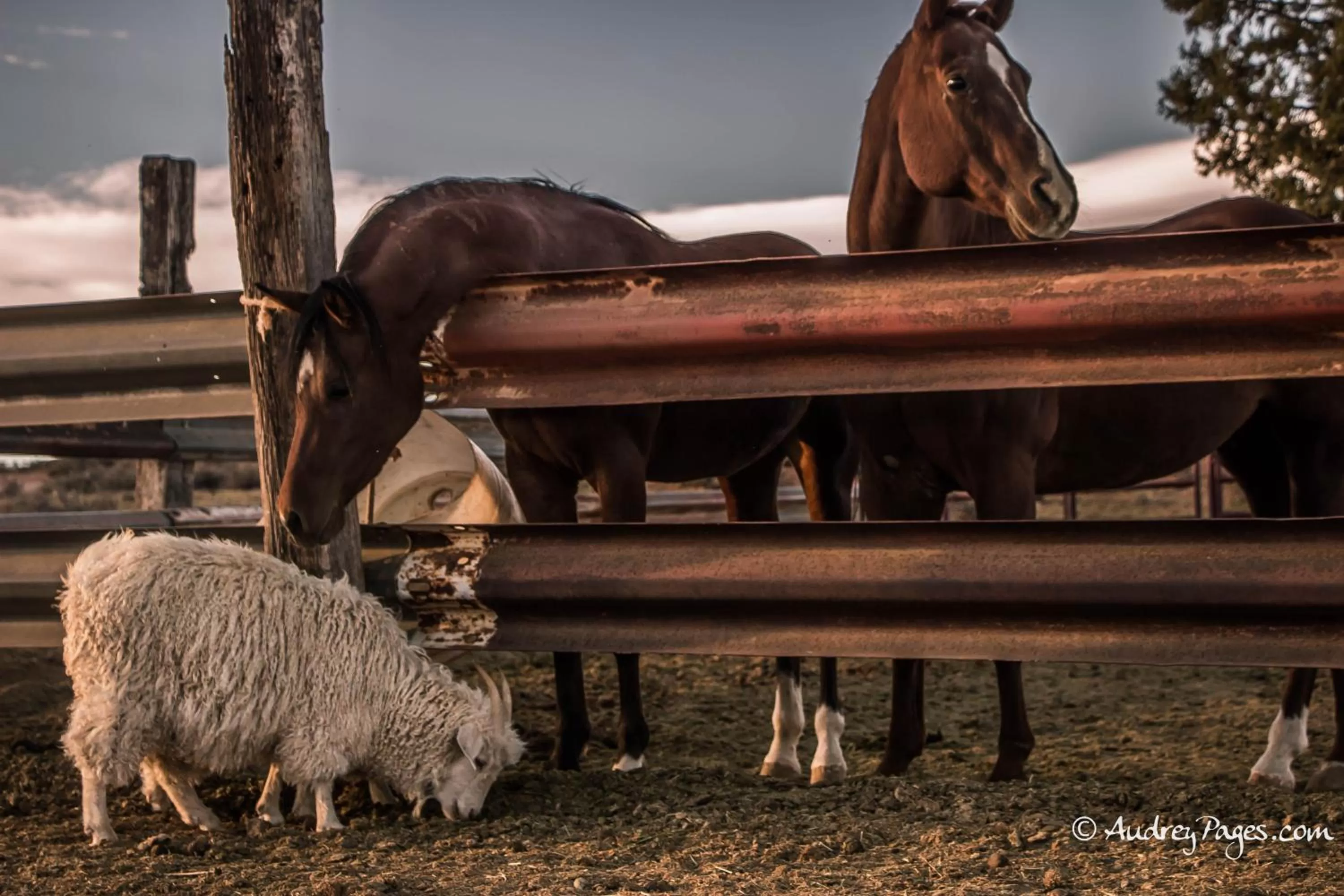 Activities in Shash Dine' EcoRetreat