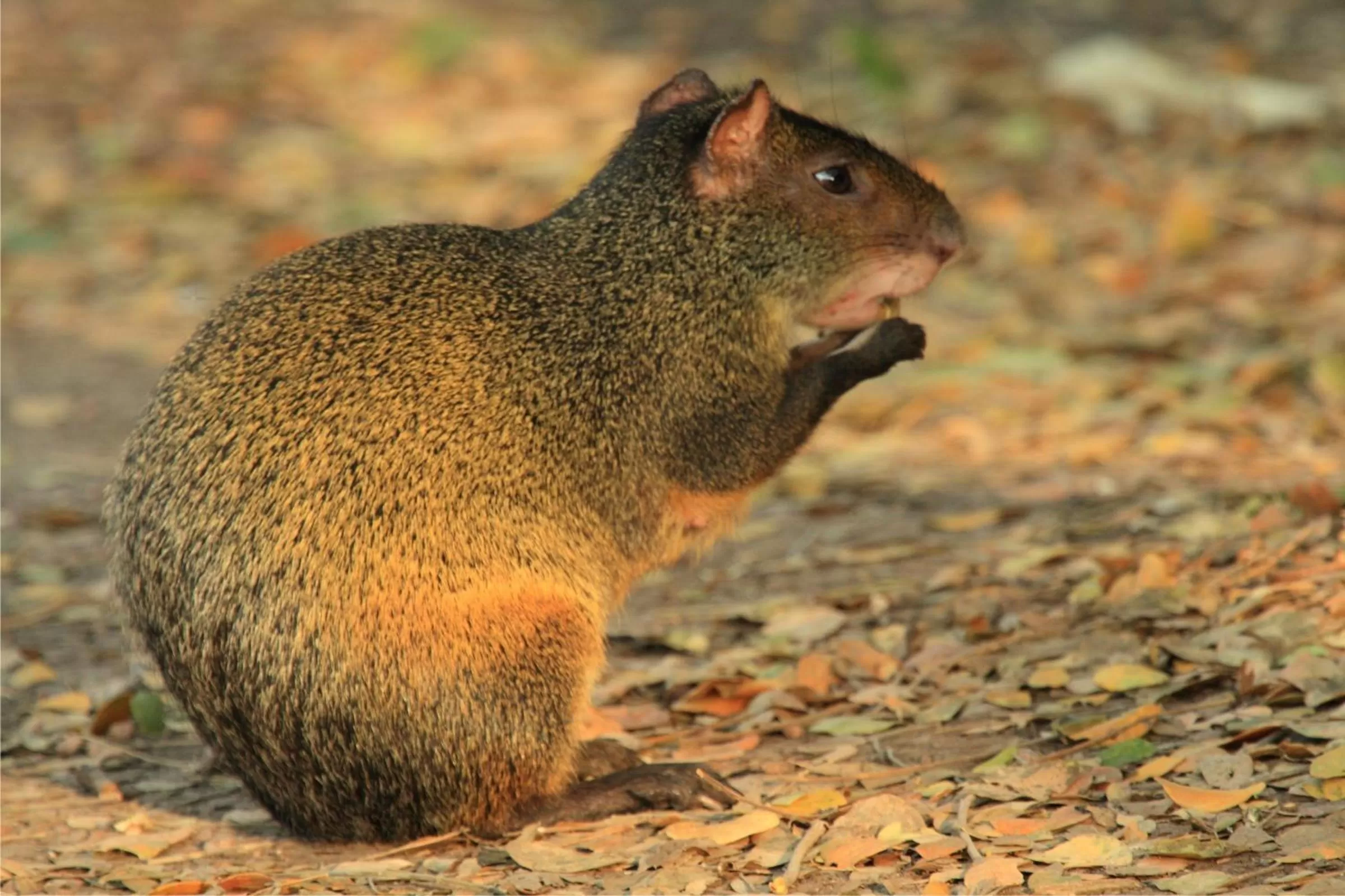 Animals, Other Animals in Hotel Cabanas
