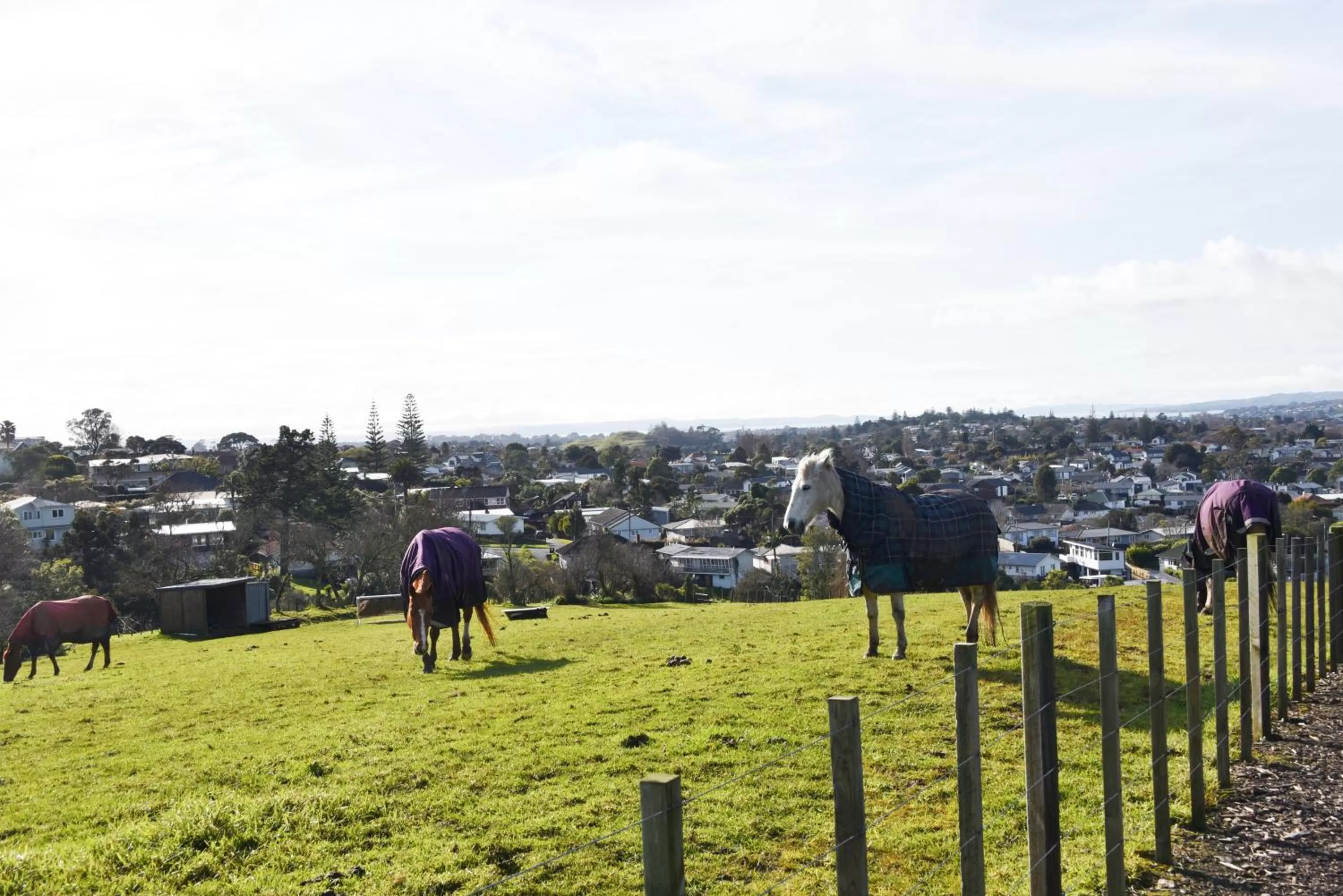 Horse-riding in Regal Residency