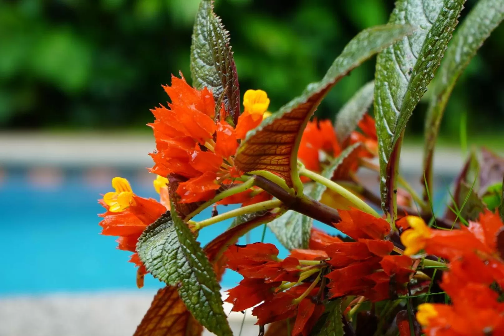 Swimming pool in Hotel Arte Natura