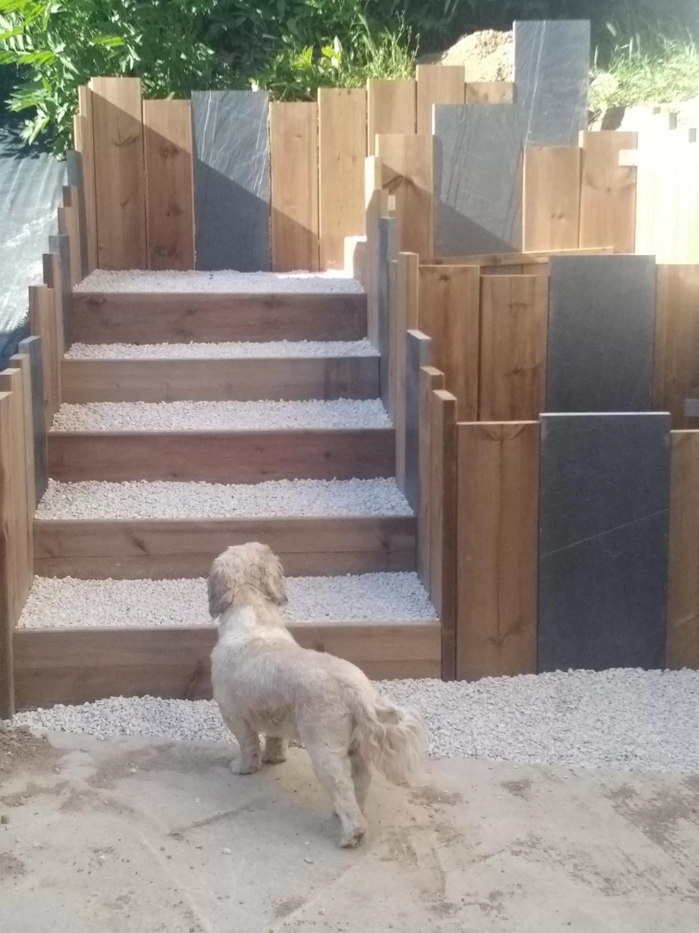 Pets in Virginie et Serge