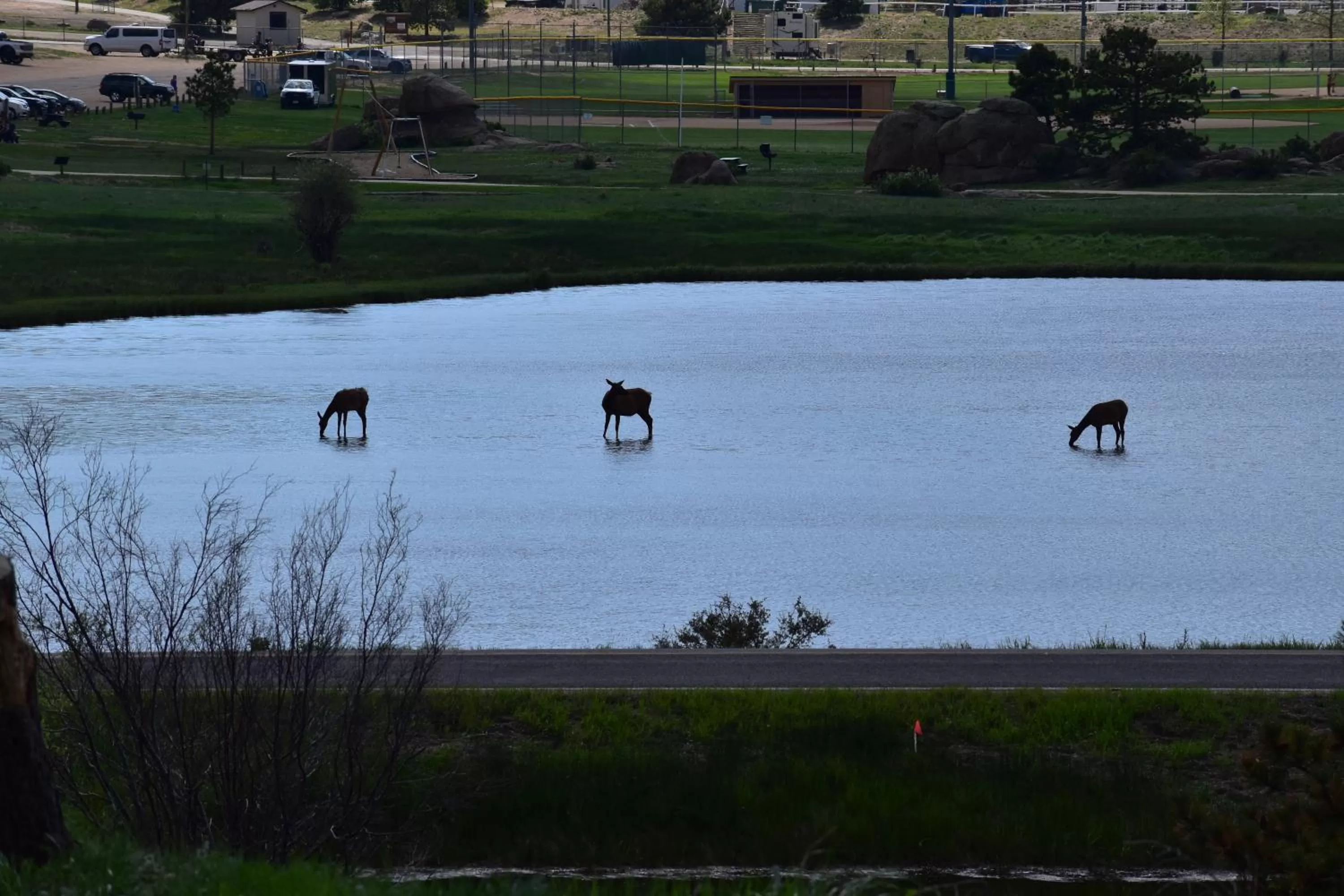 Other Animals in Estes Lake Lodge