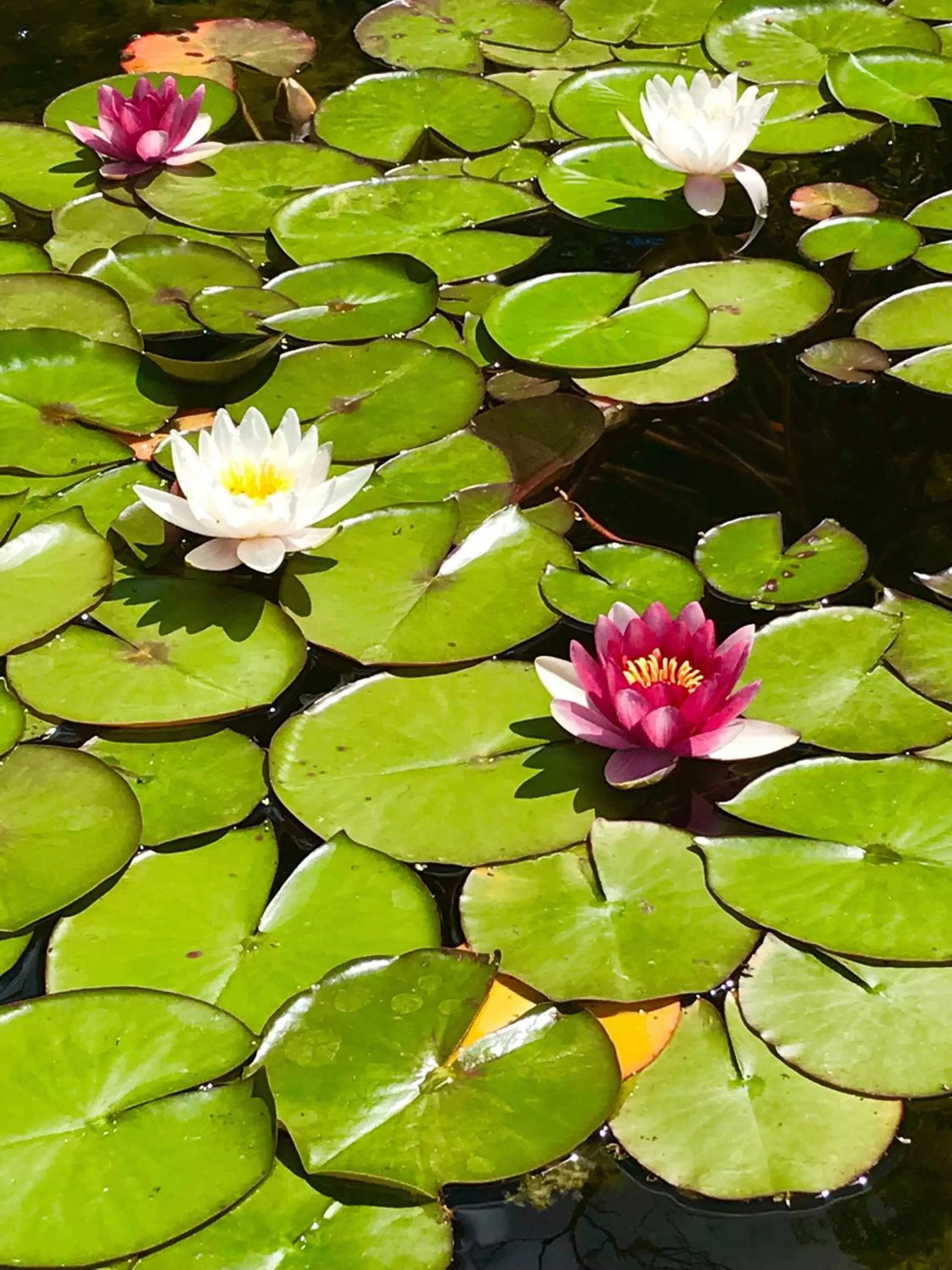 Garden in Haus Adams - das Wohlfühl Gästehaus
