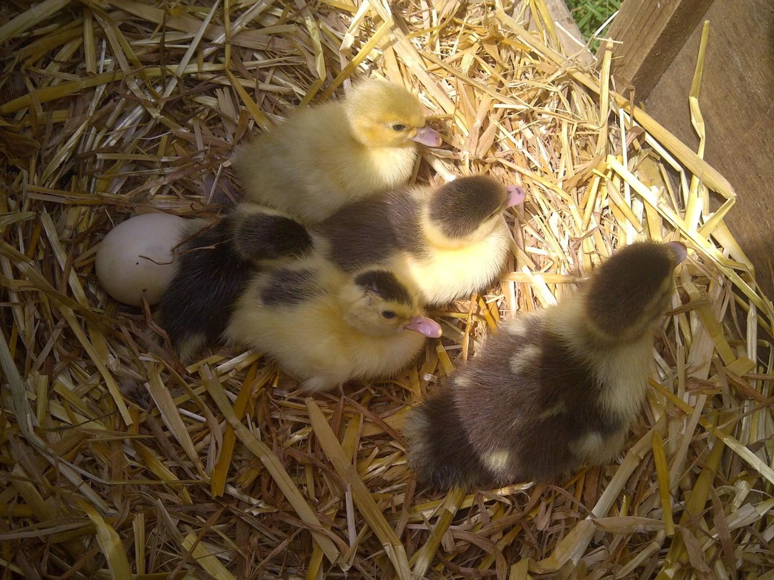 Animals in Leworthy Farmhouse Bed and Breakfast