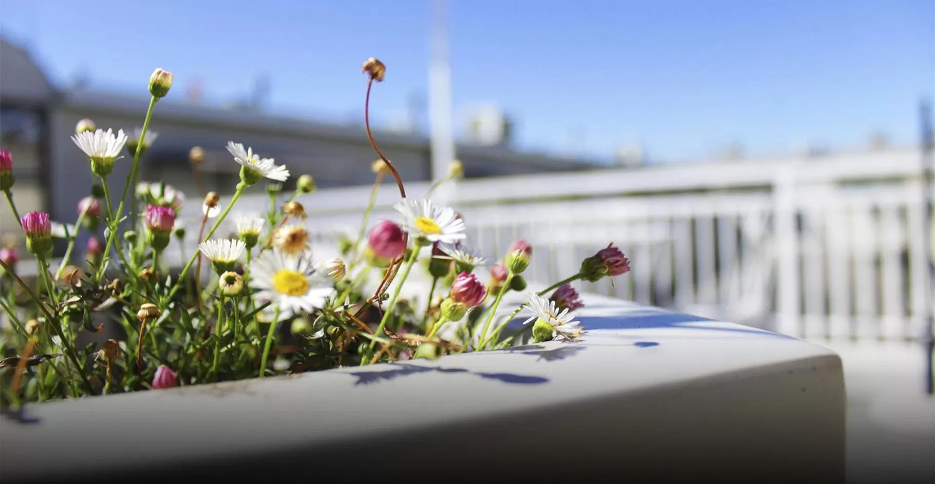 Balcony/Terrace in Hotel Las Terrazas Business