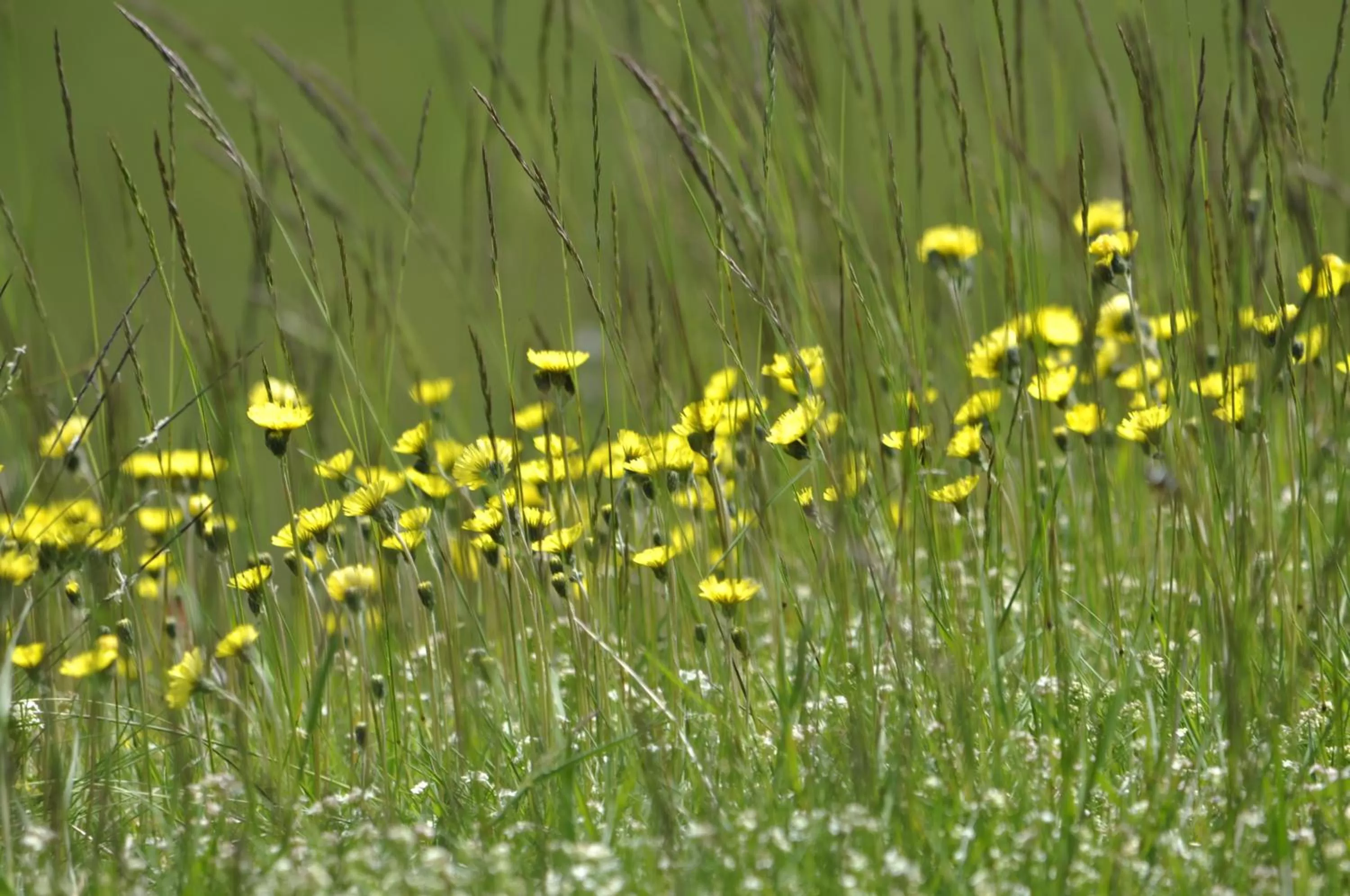 Summer in L'Atelier de Gisèle