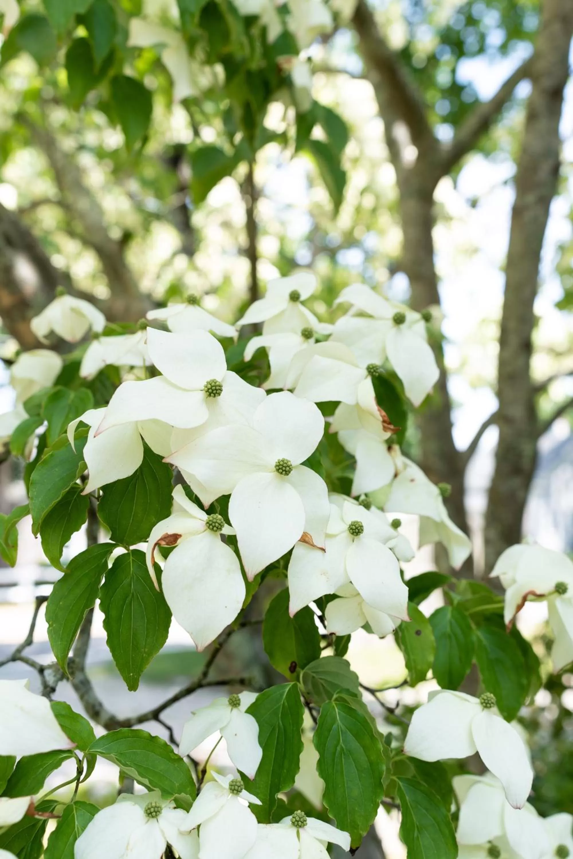 Garden in The Platinum Pebble Boutique Inn - Adults Only Property