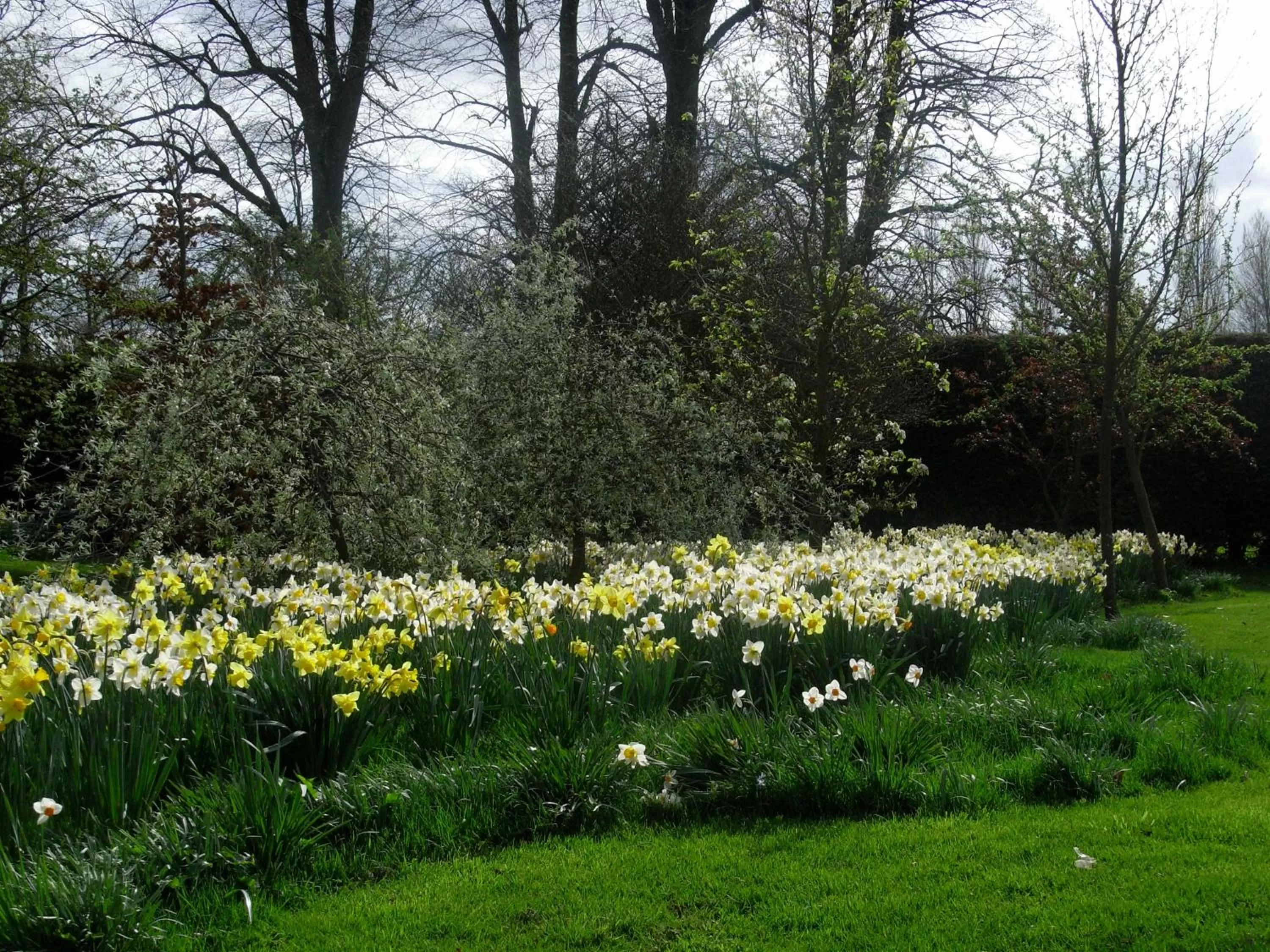Garden in South Lodge