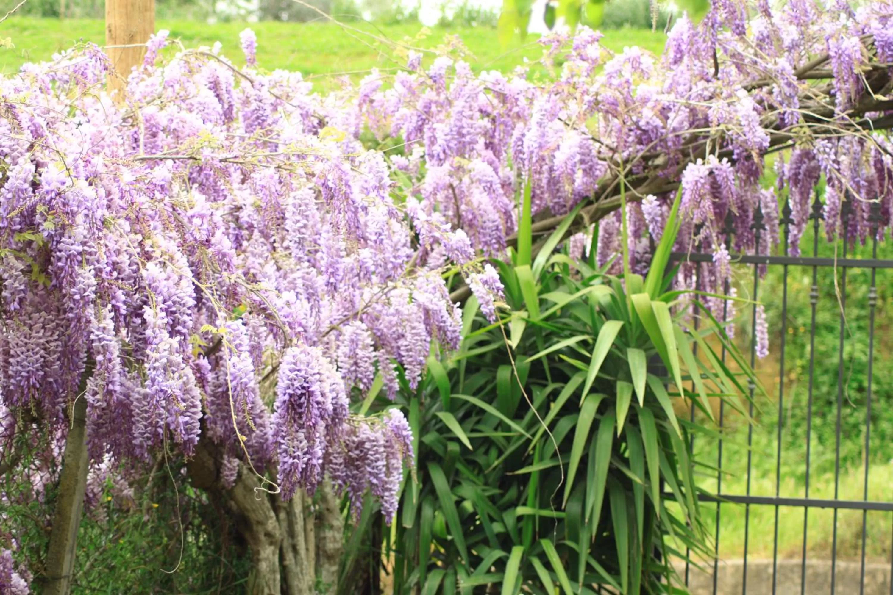 Garden view in Oasi del Lago