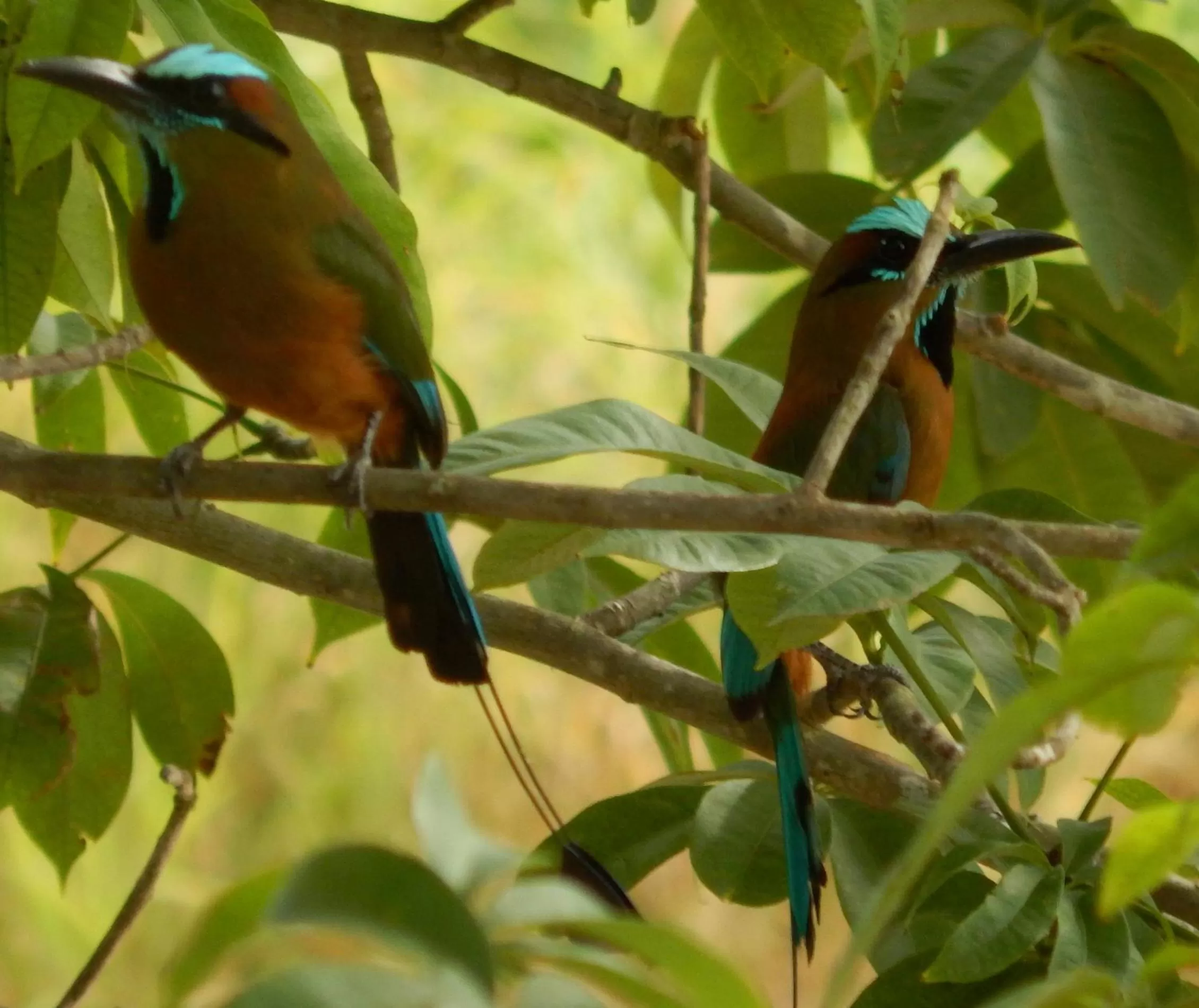 Animals, Other Animals in The Pickled Onion Eco-Boutique B&B