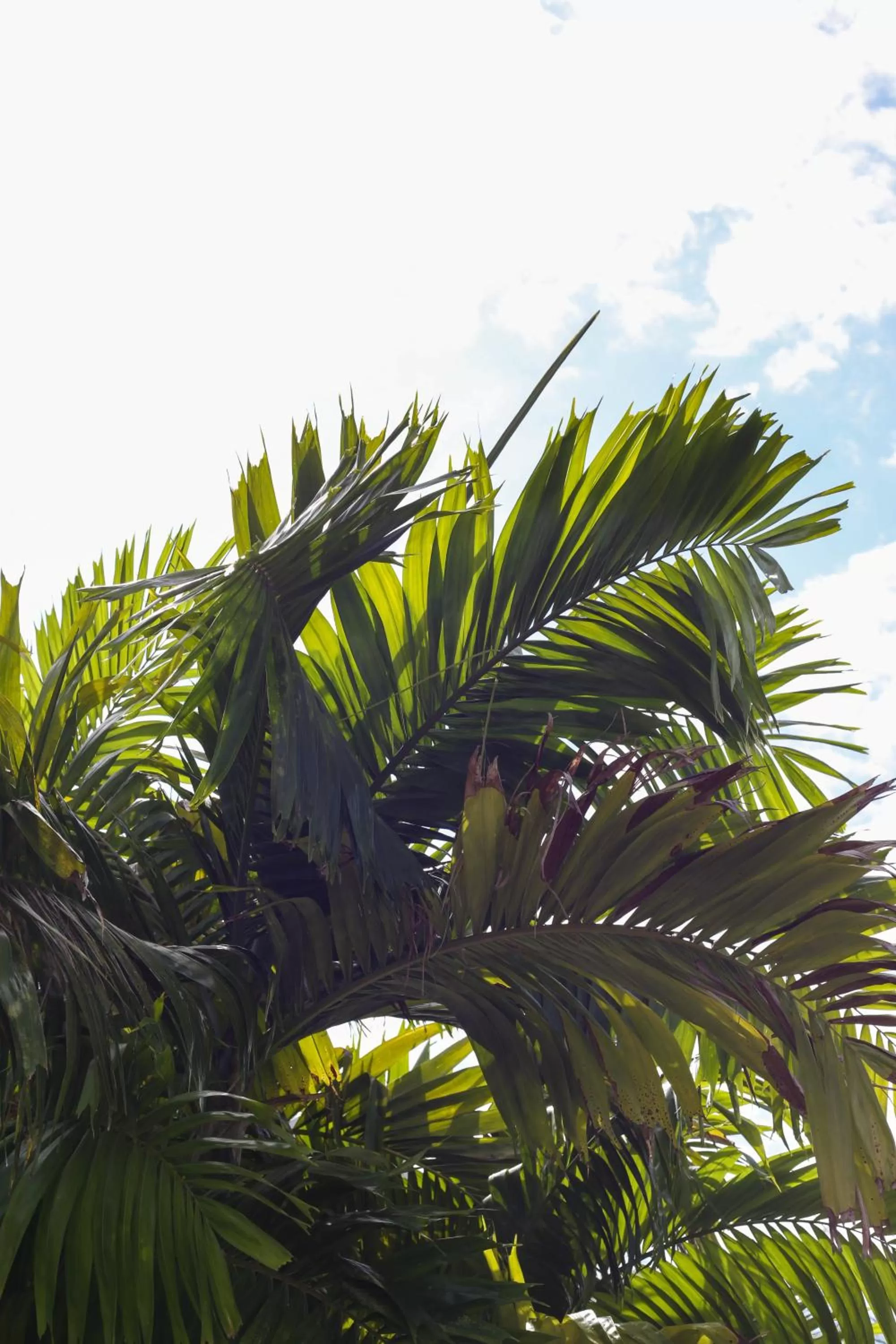 Garden in Villas H2O