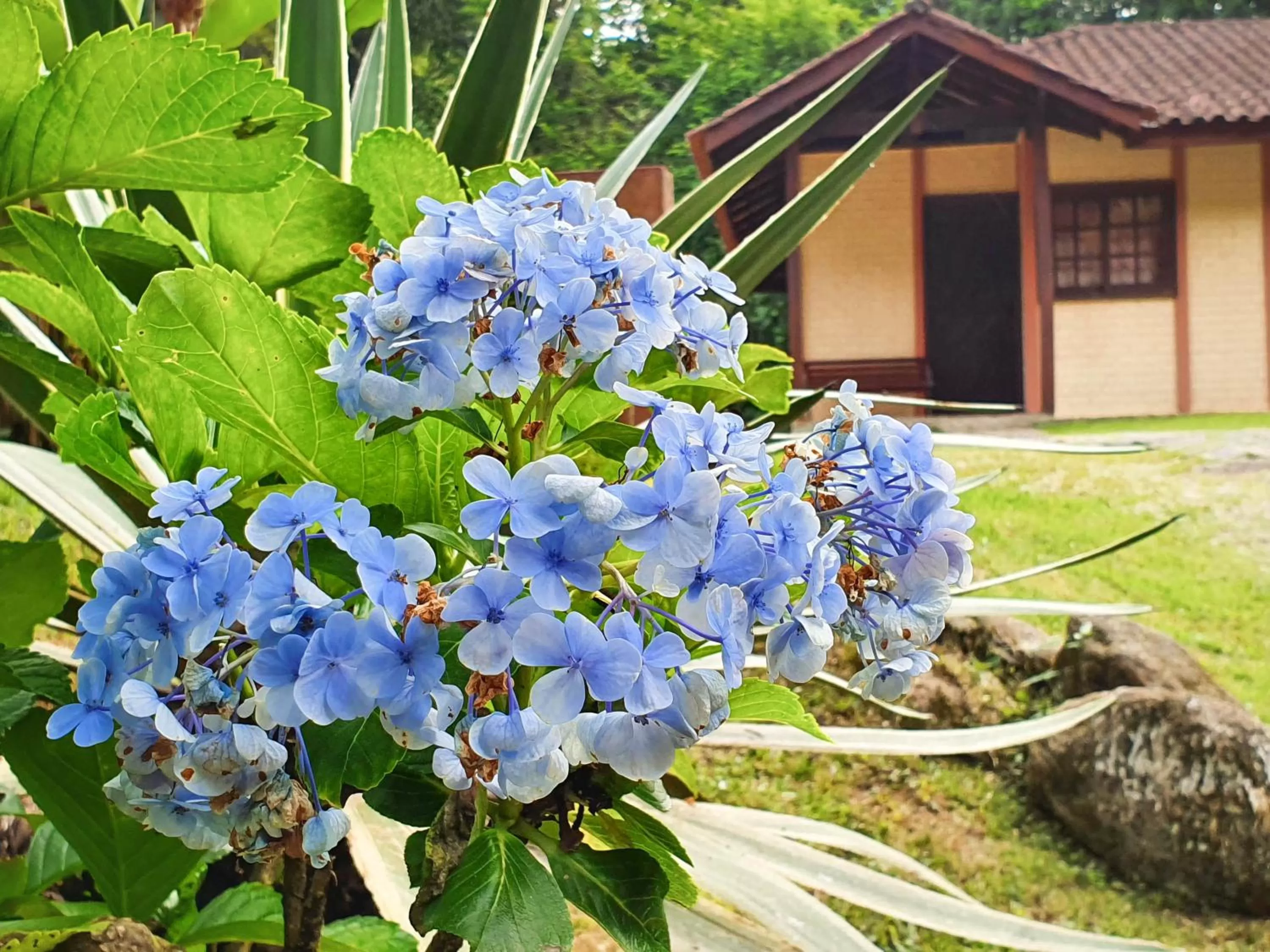 Natural landscape in Pousada Canto do Curió Paraty