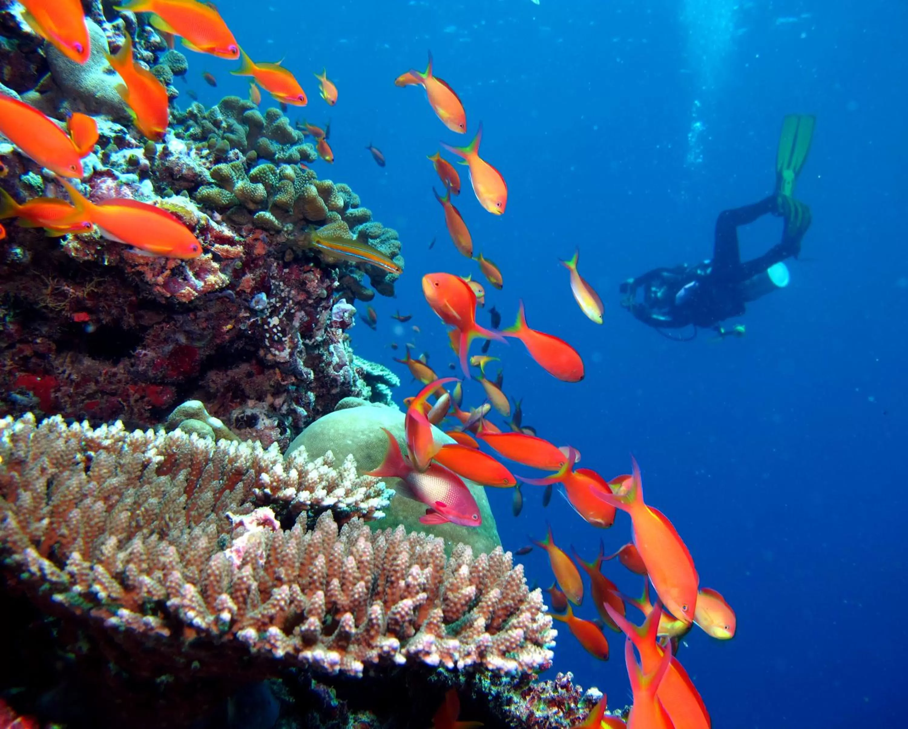 Diving in Kandima Maldives - 50 Percent Off Return Domestic Flights for stays of 4 nights or more between 11th April 2026 to 31st October 2026