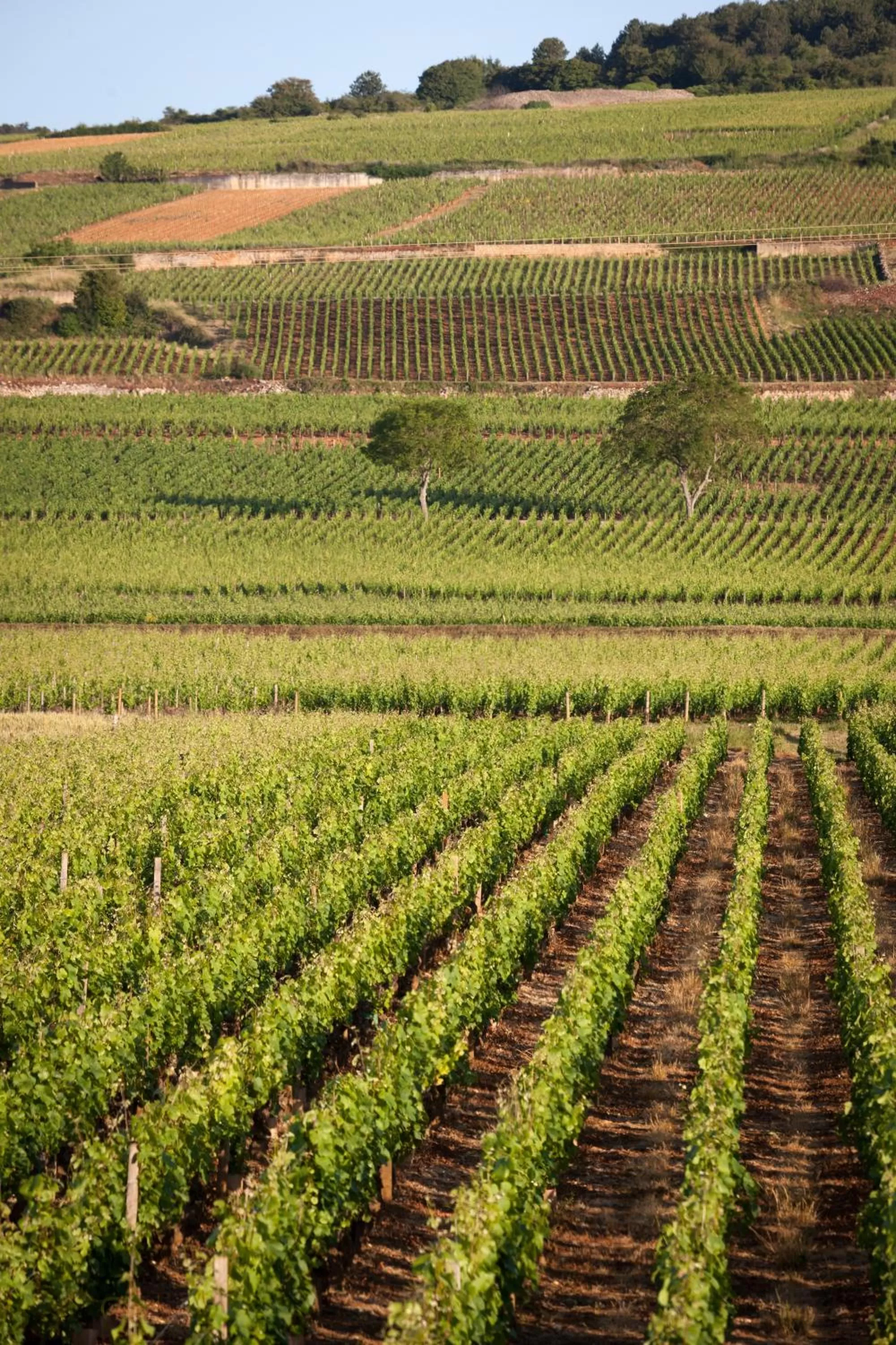 Swimming pool in Kyriad Prestige Beaune le Panorama