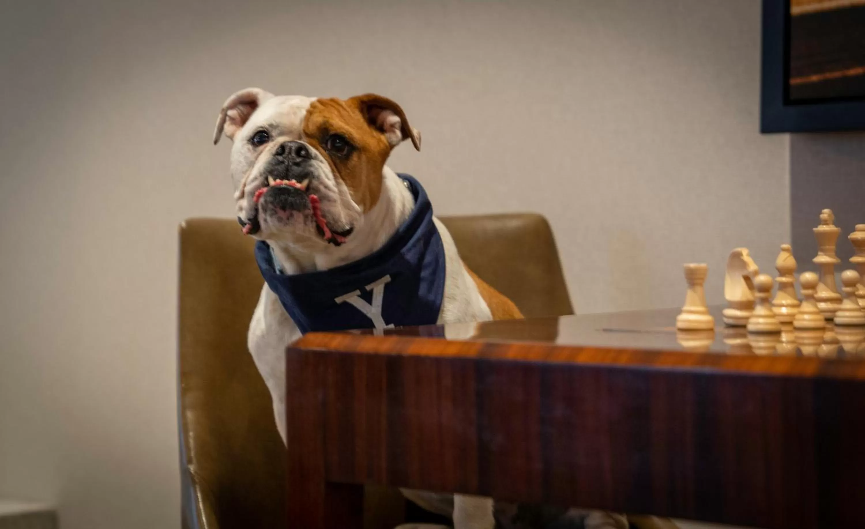 Pets in New Haven Hotel