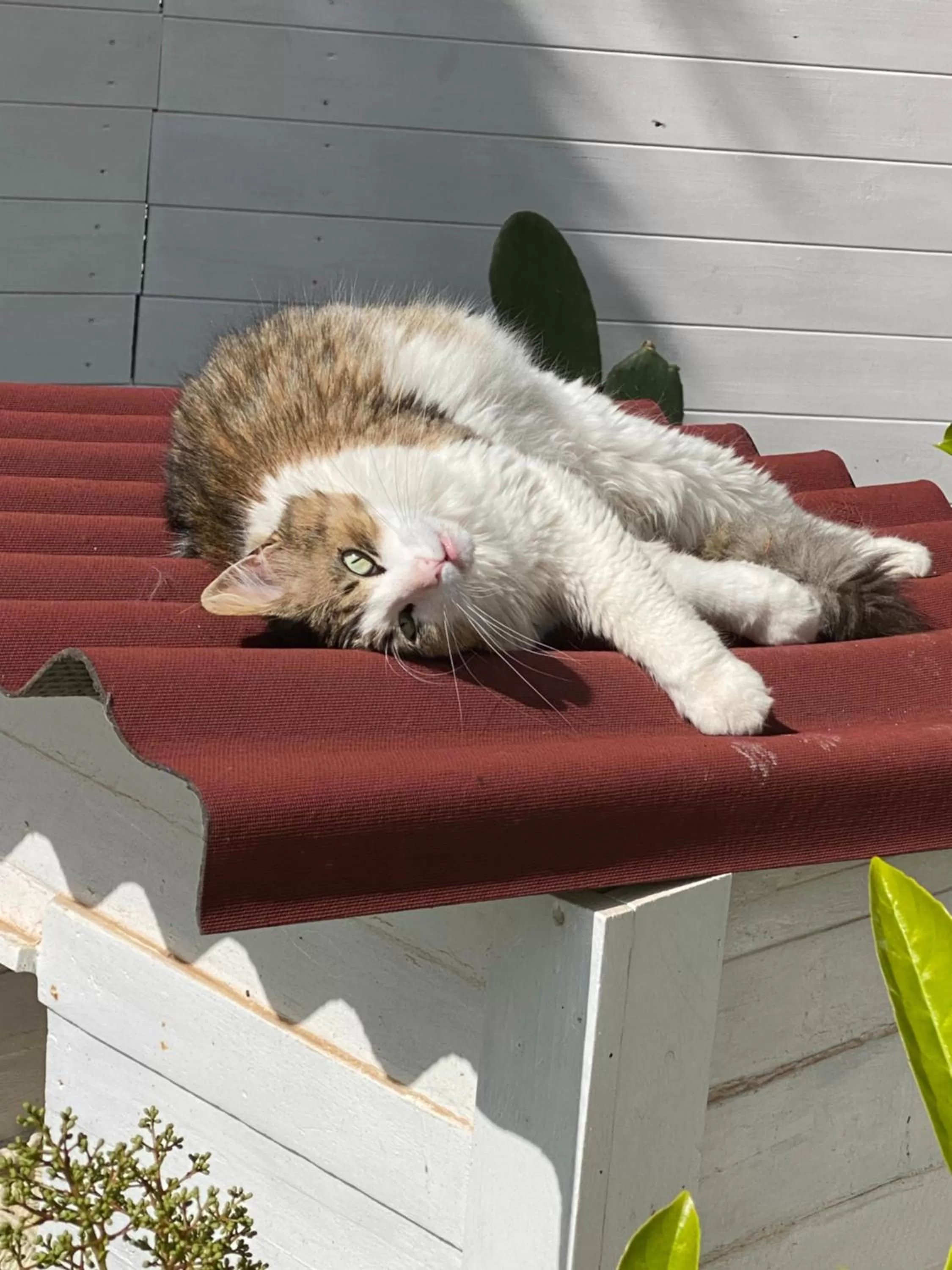 Pets in La casa di Nina