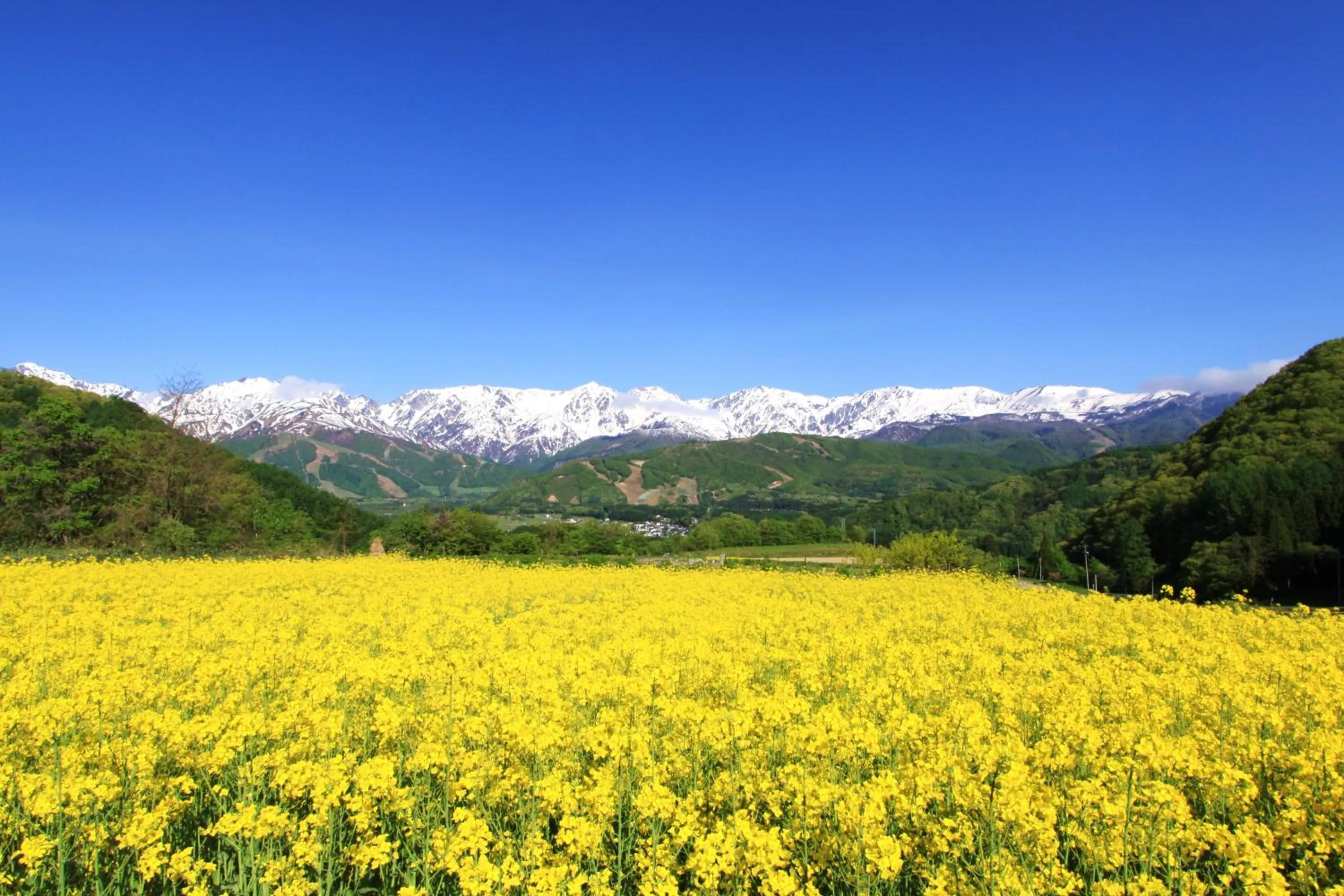 Natural landscape in Hotel Hakuba