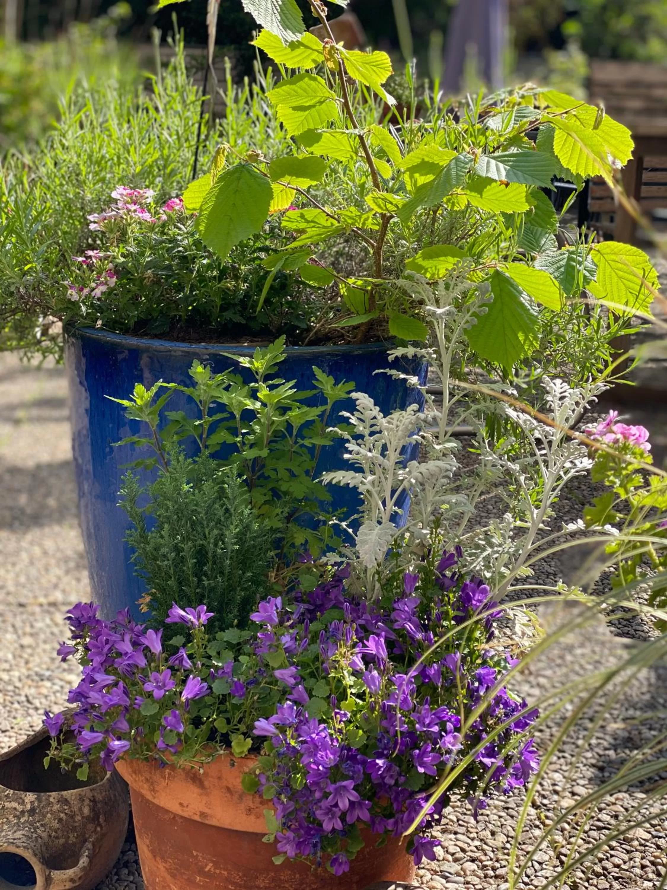 Garden in Hotel Cascade Superior