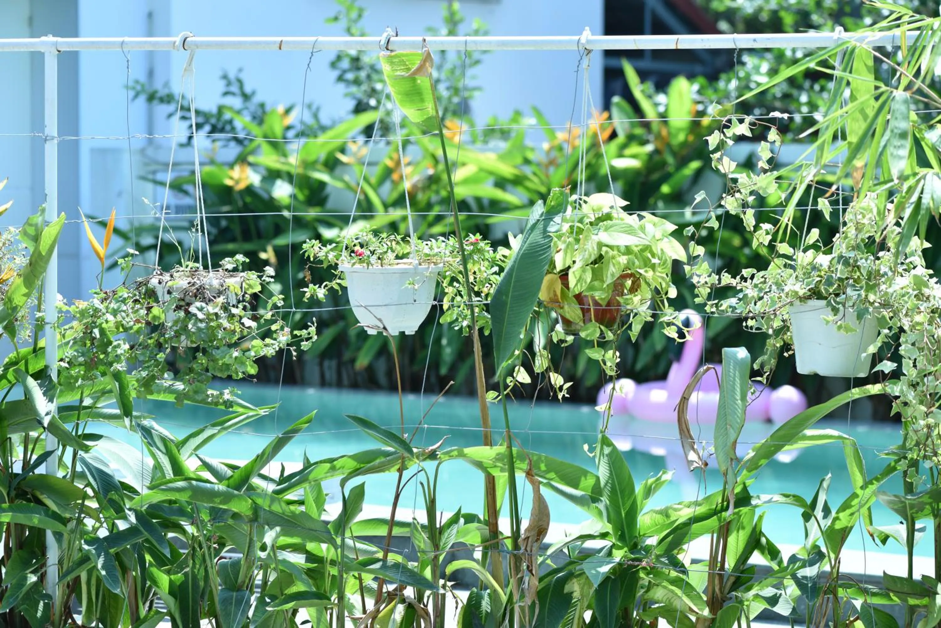 Garden in Flamingo Villa Homestay - Big Rooms with Balcony - Close to Hoi An Old Town 200m & Temple Bridge - Large Outside Pool for Sun Bathing