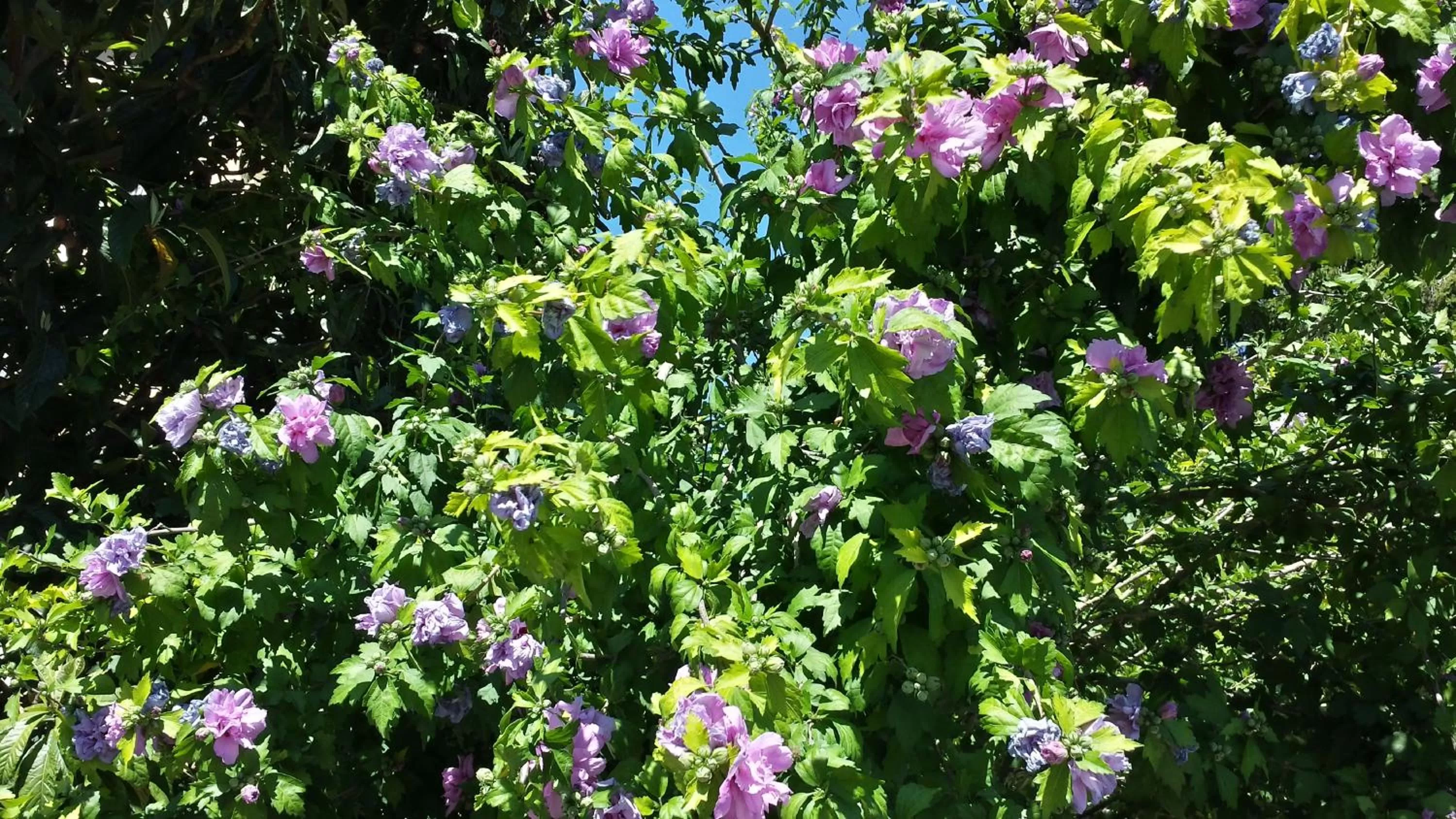Garden in B&B Il Giardino di Gabri