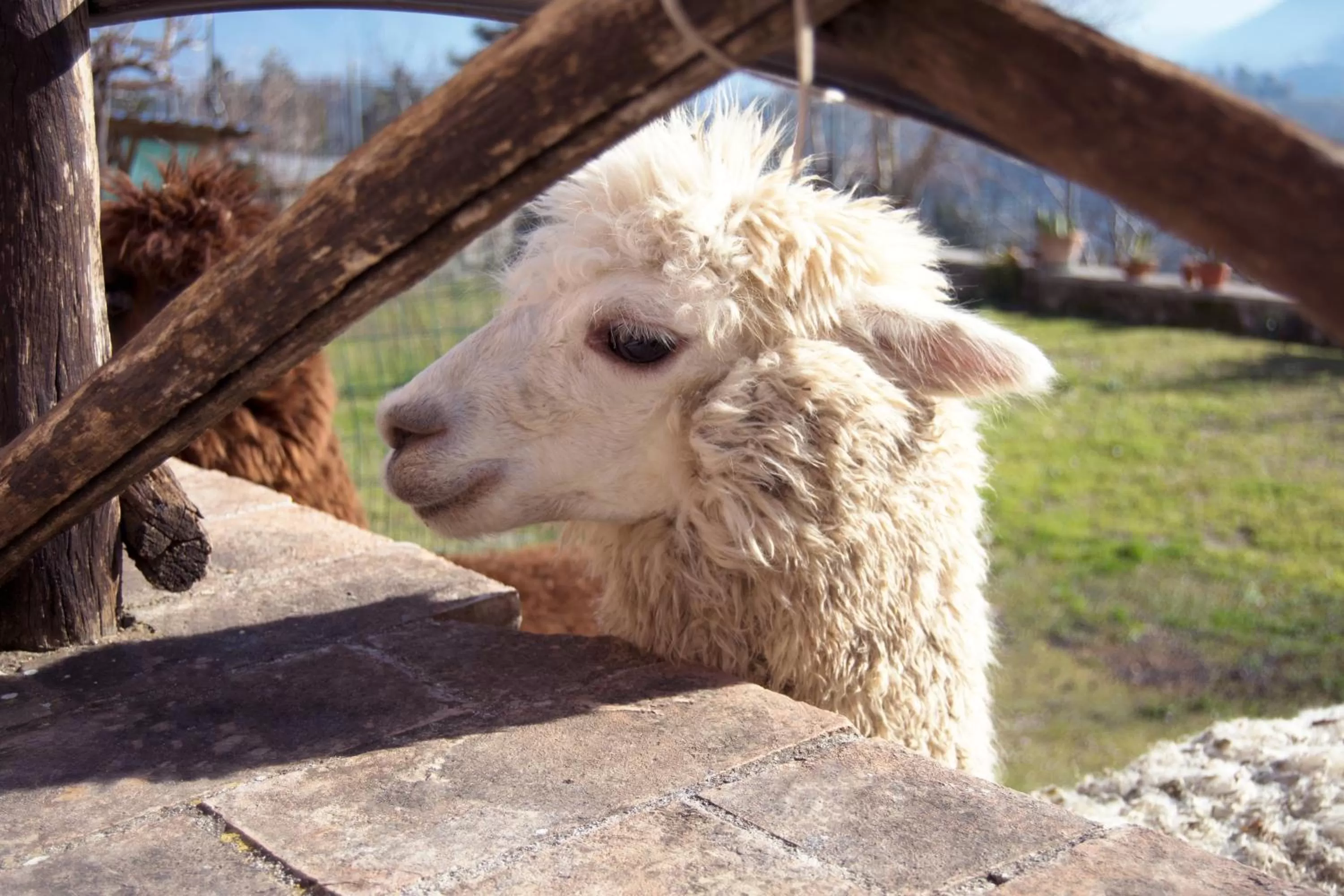 Animals in Montanari Agrivillage