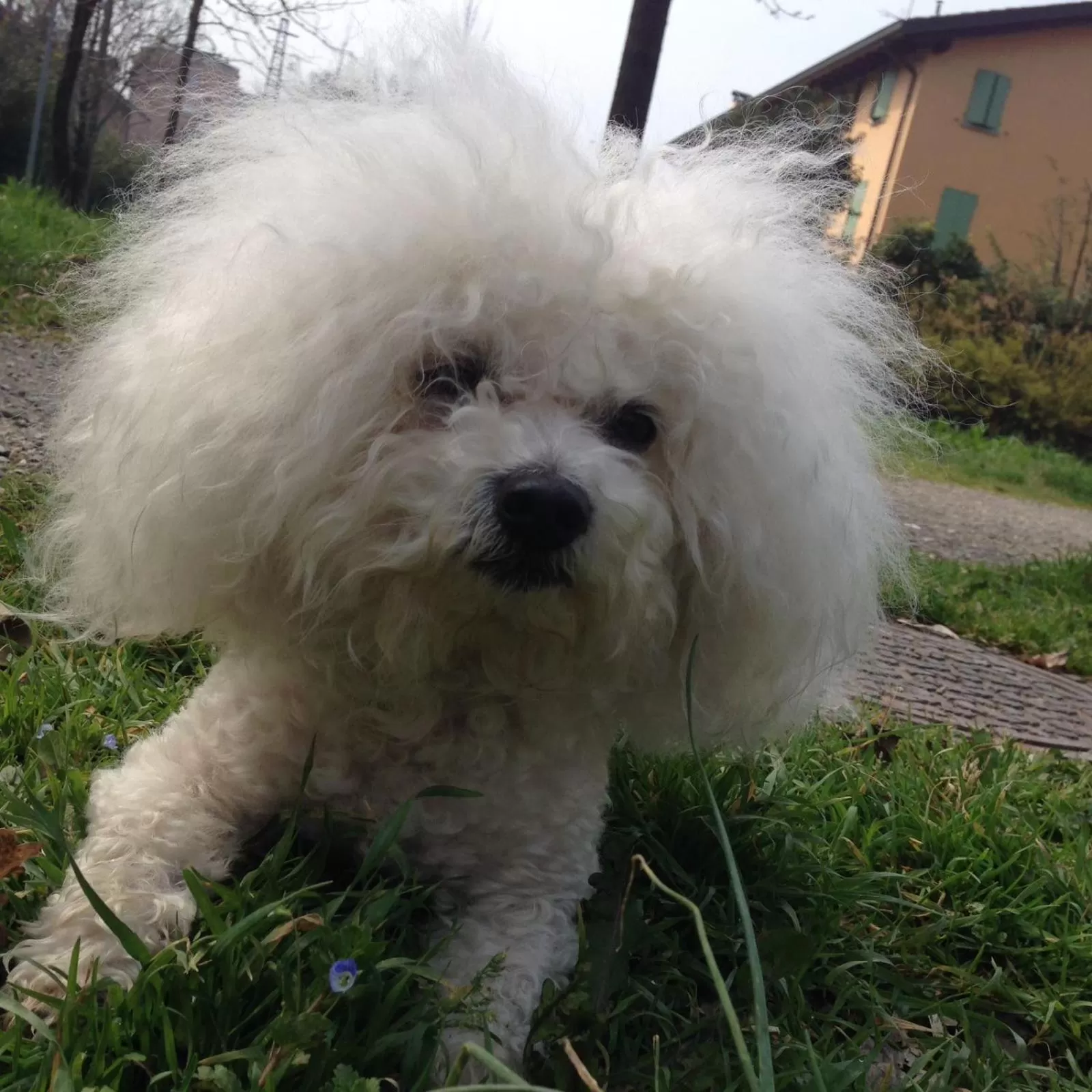 Animals in Hotel Lux