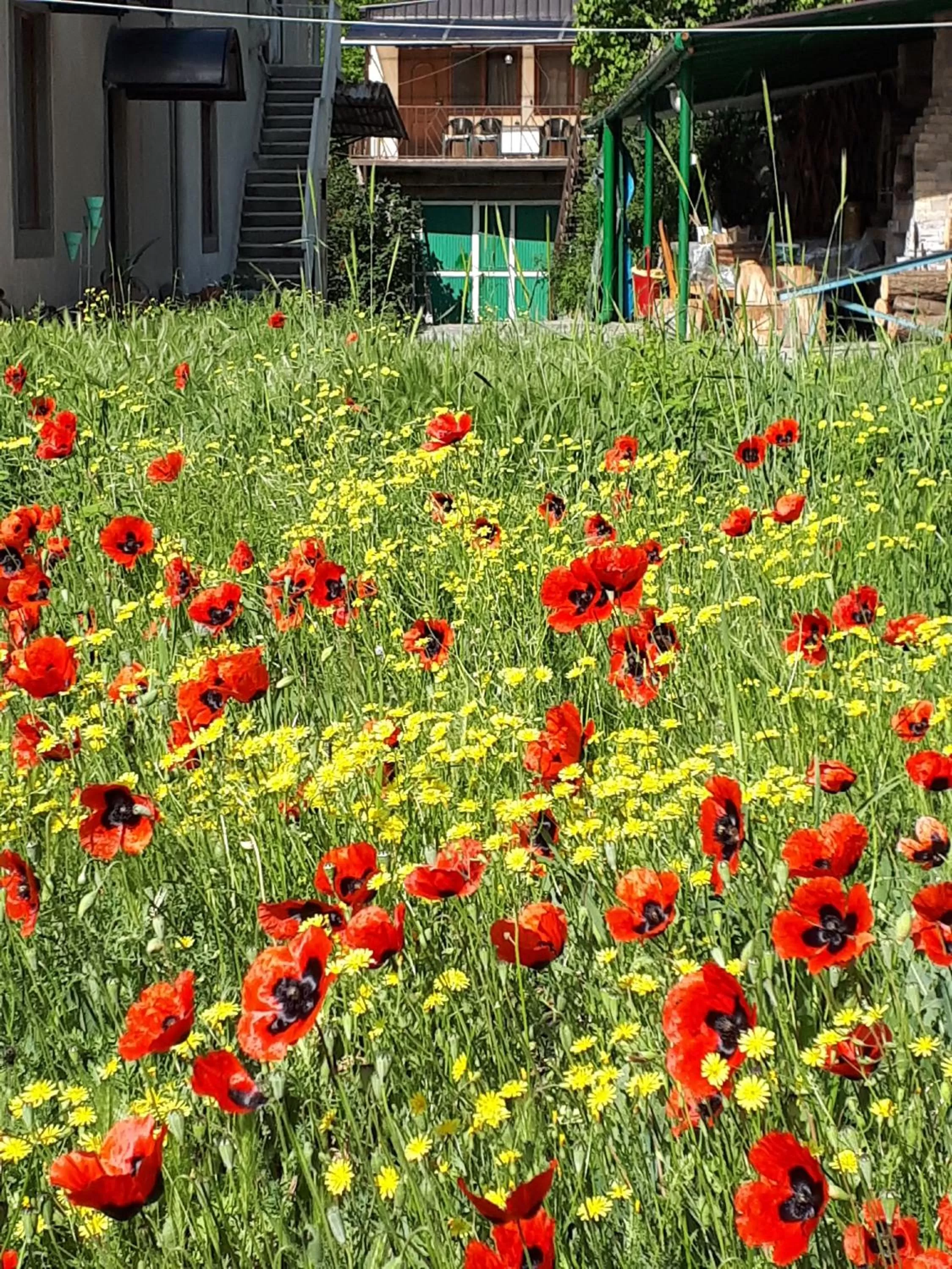 Garden view in IRIS B&B in DEBED CANYON