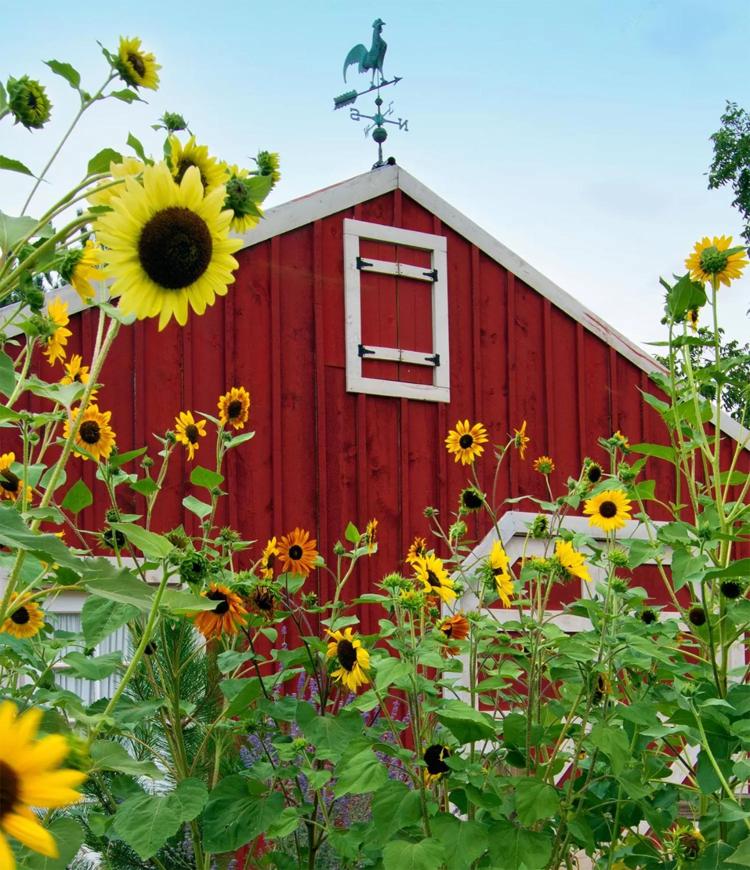 Property Building in Sunflower Hill Inn
