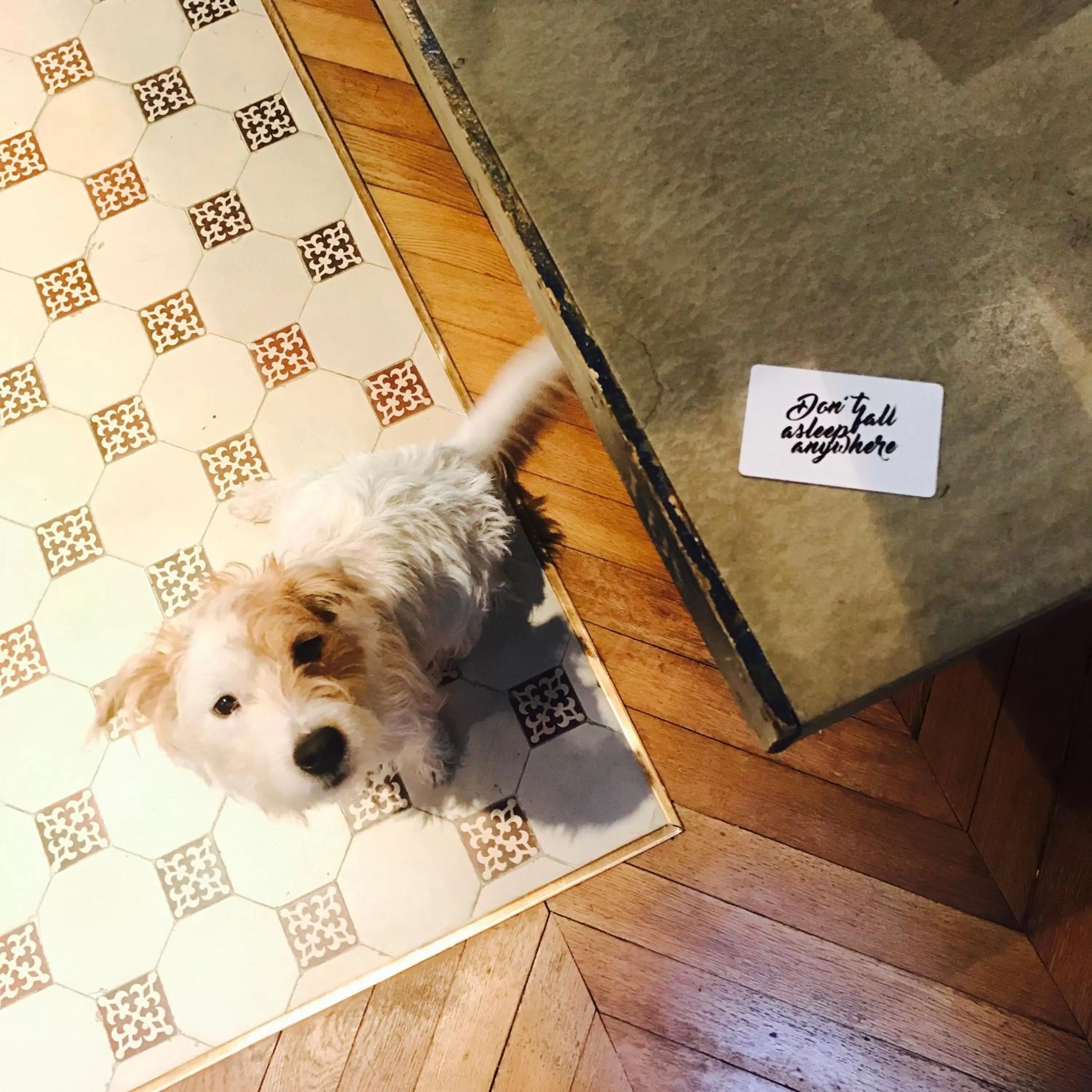 Pets in Hotel Scarlett