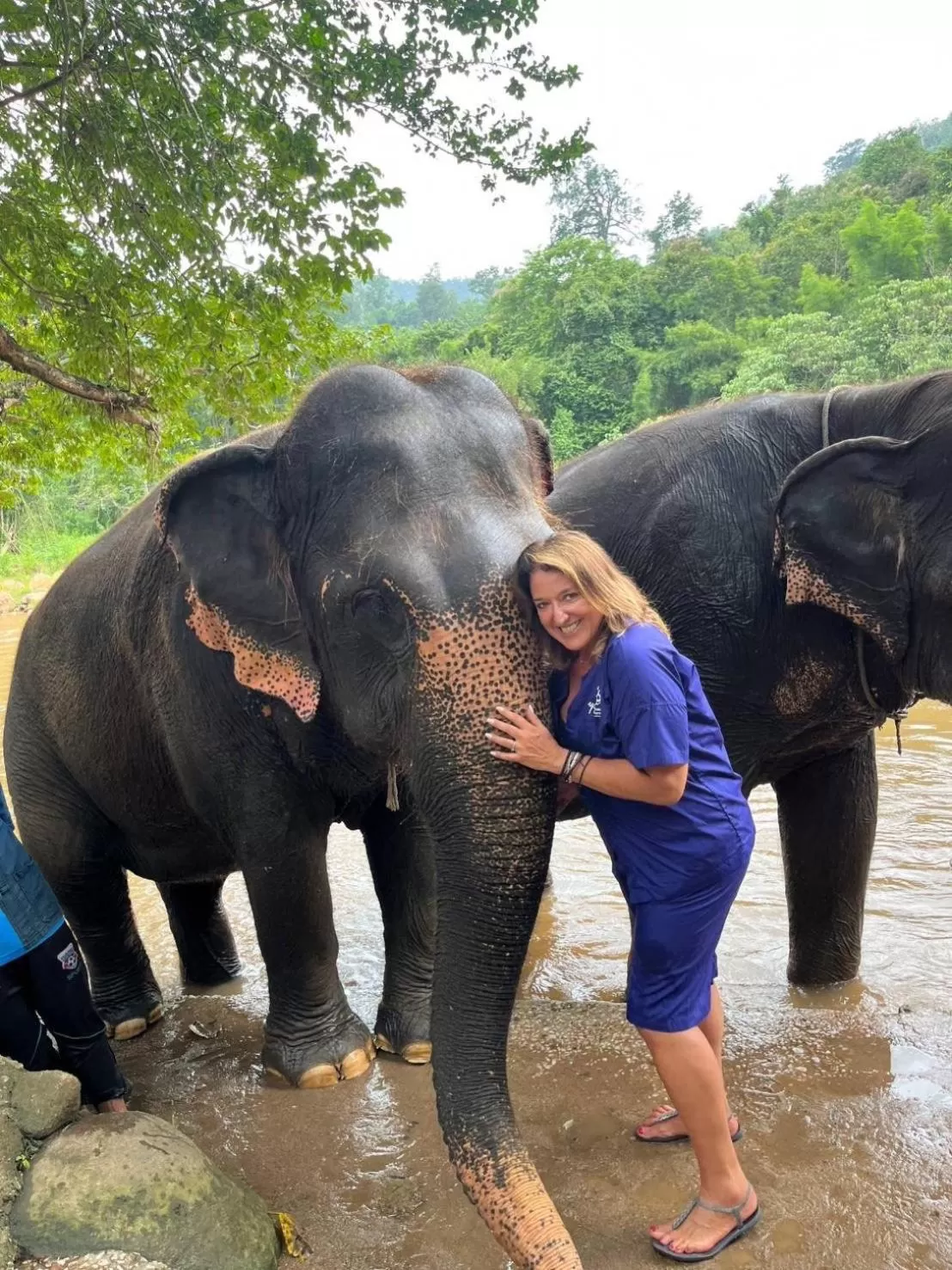 group of guests, Other Animals in THAI HOTEL CHIANGMAI