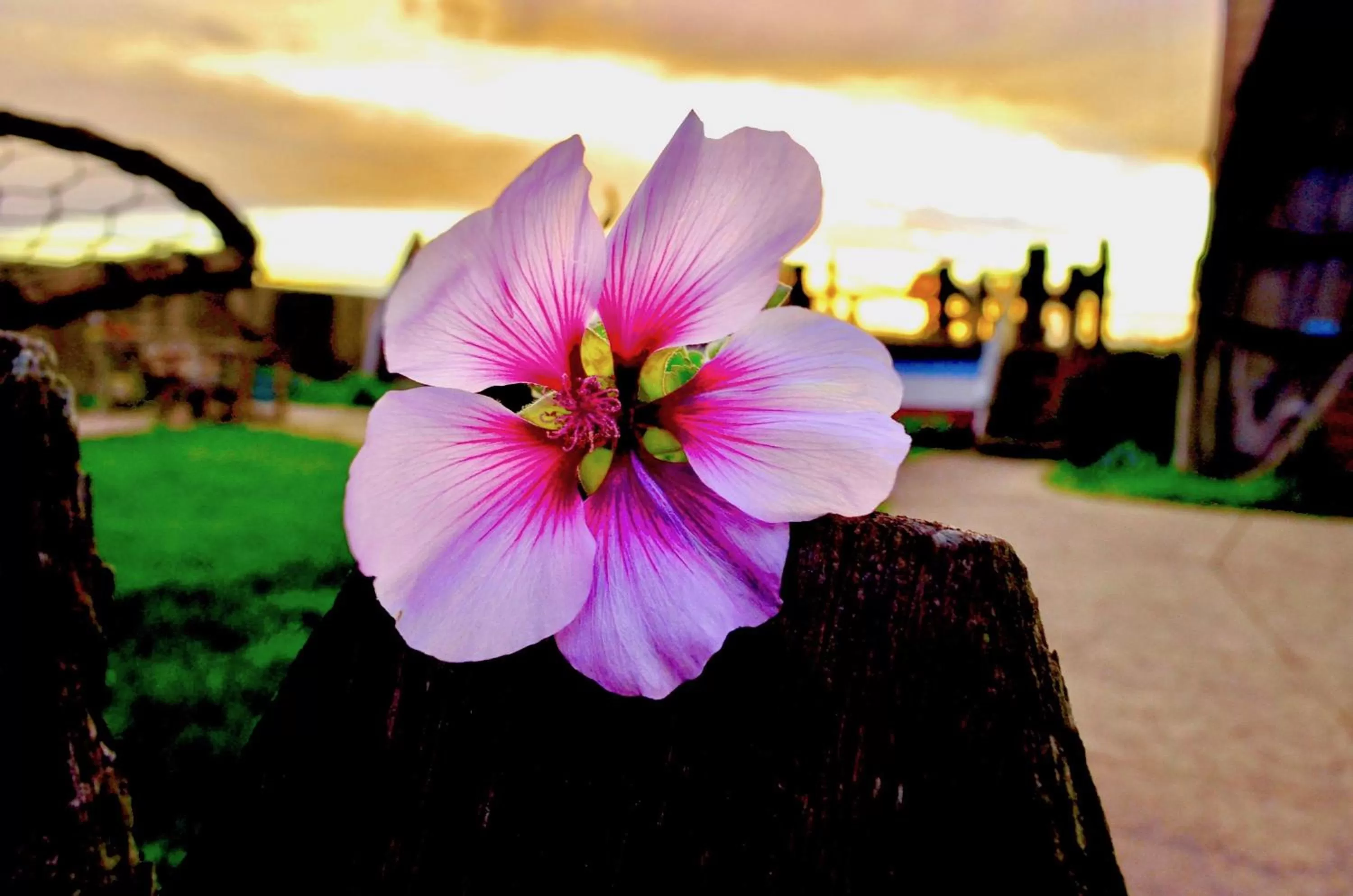 Garden in Captain's Inn at Moss Landing