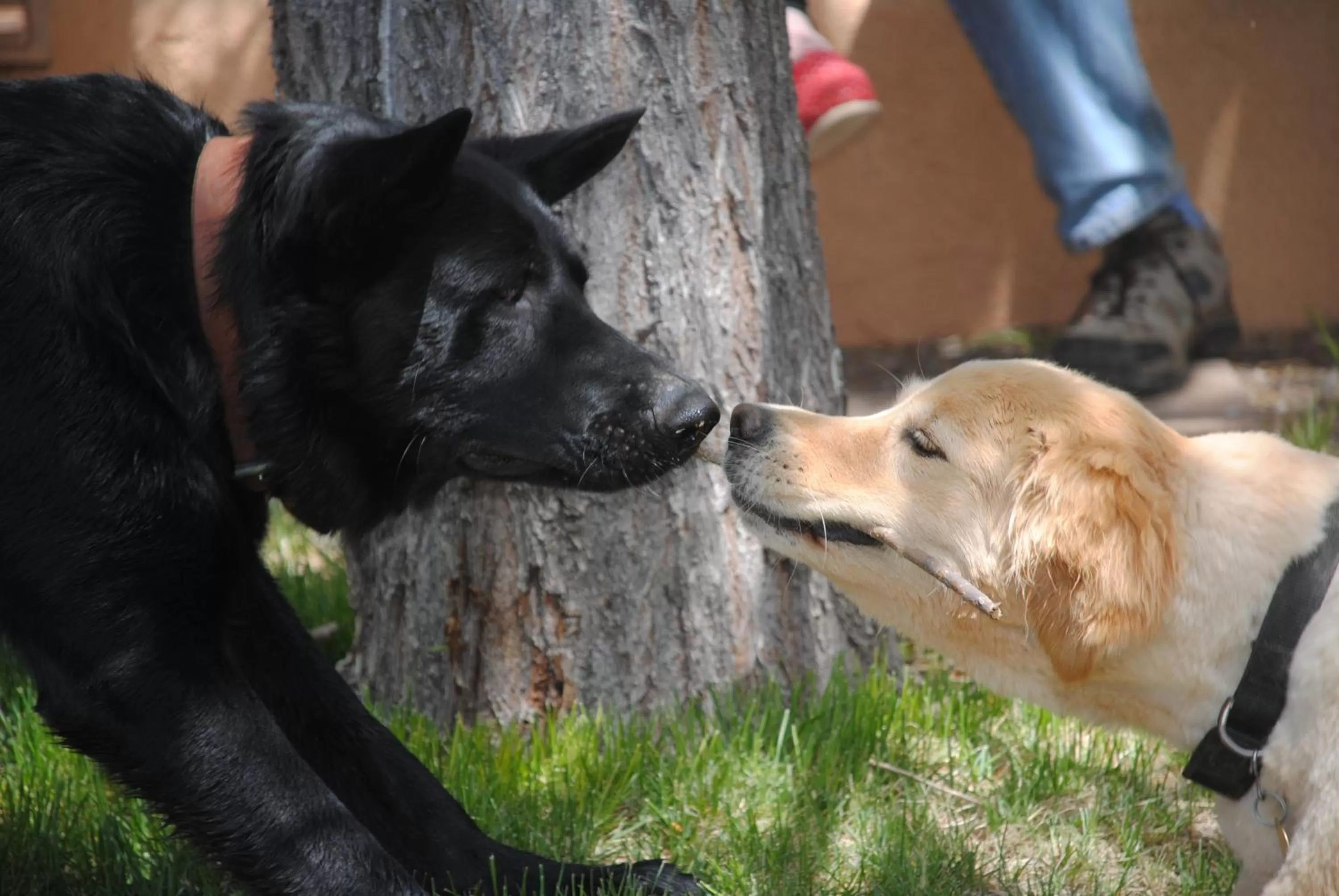 Old Taos Guesthouse B&B