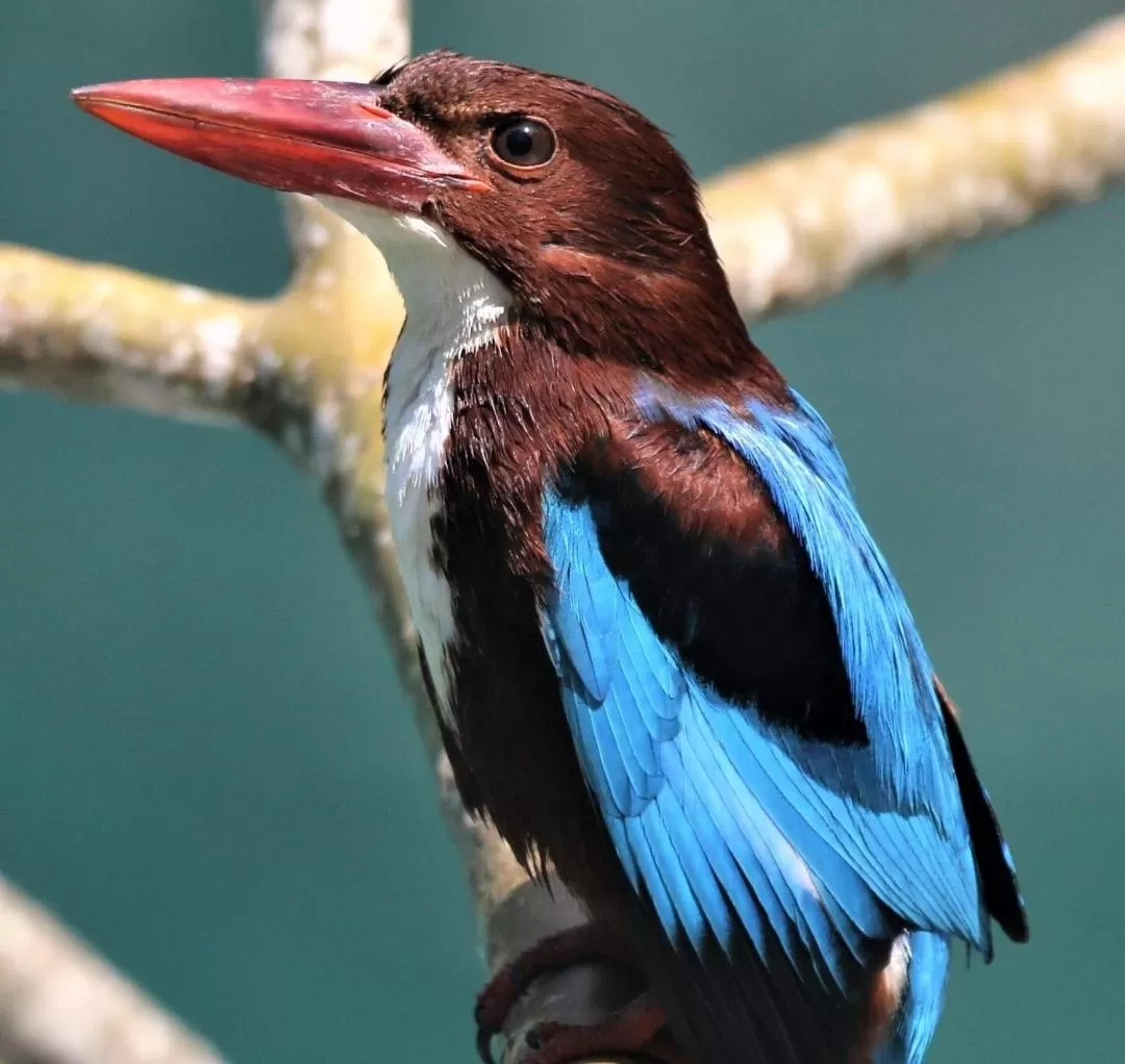 Animals in The Spice House Mirissa