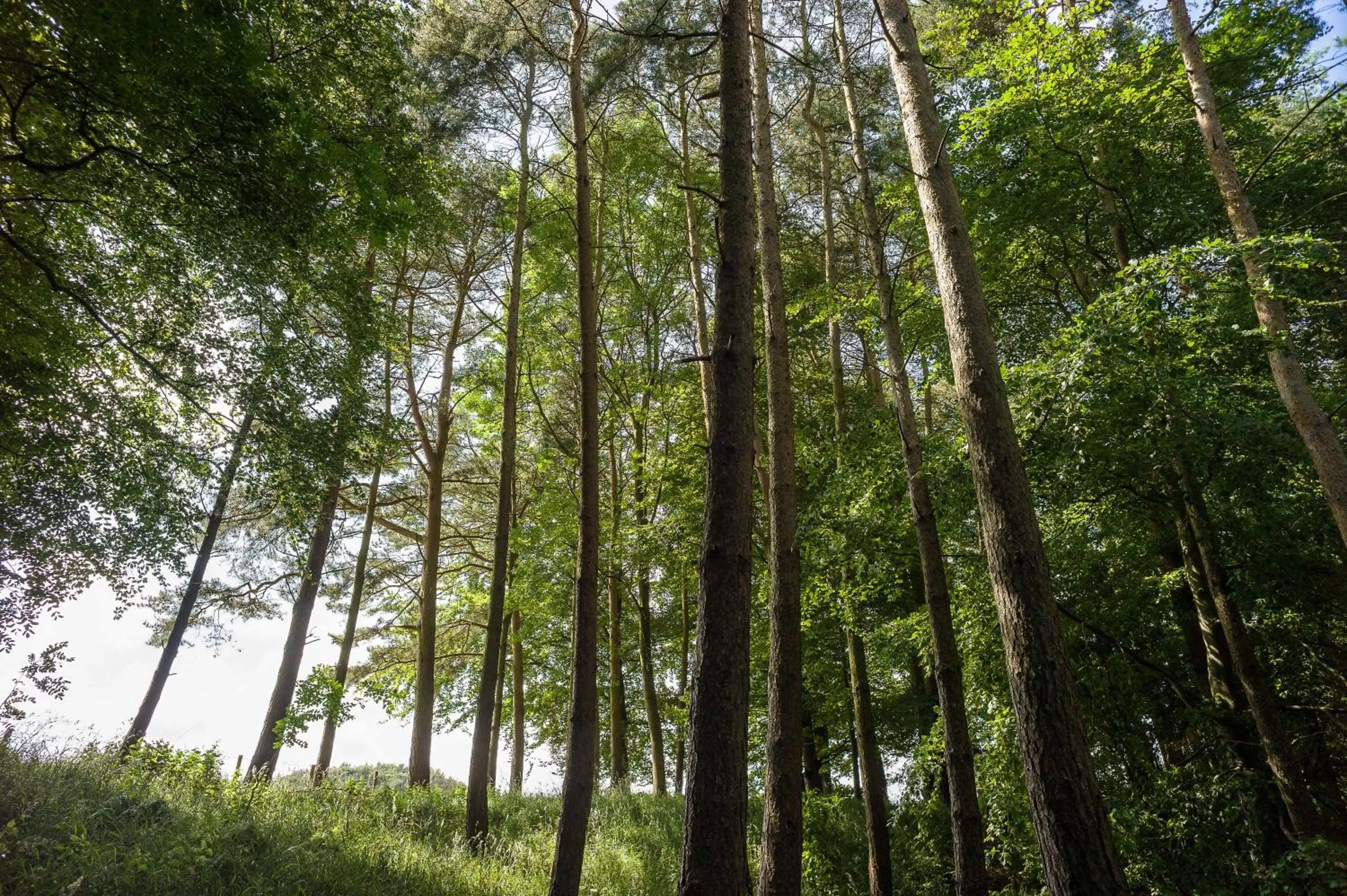 Natural landscape in Edenhall Country Hotel