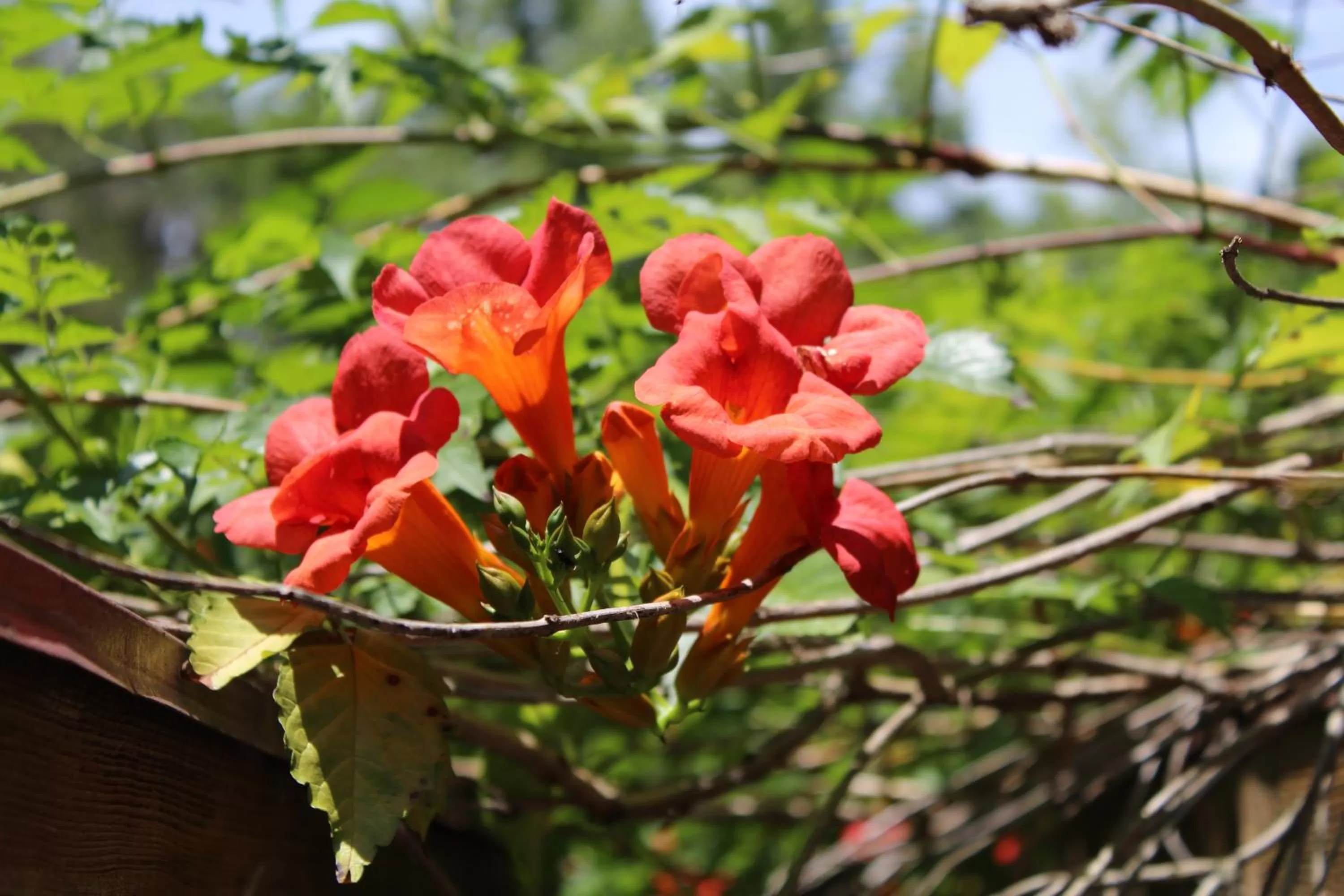 Natural landscape, Garden in The Inn at White Oak