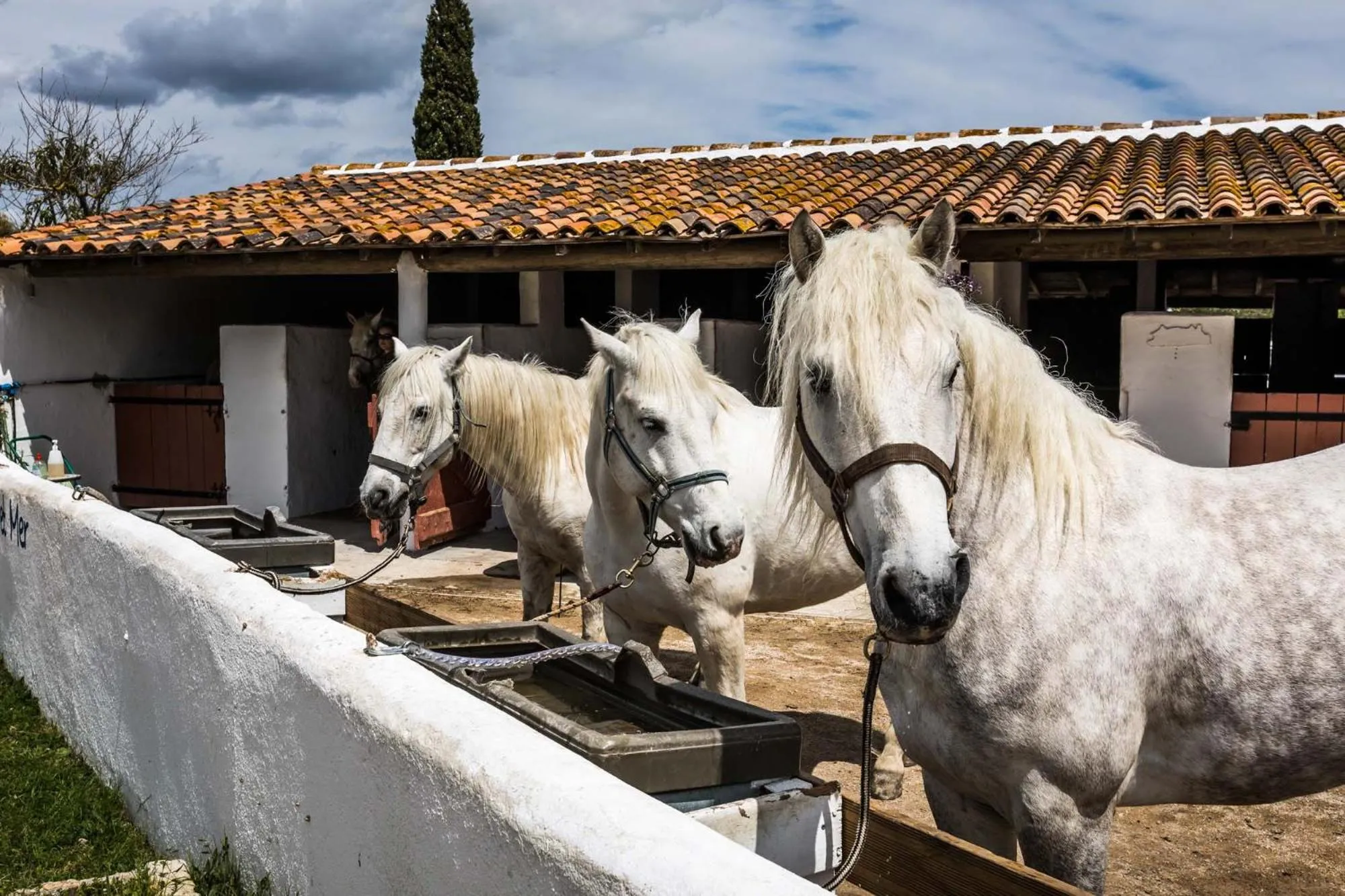 Horse-riding, Other Animals in Auberge Cavaliere du Pont des Bannes