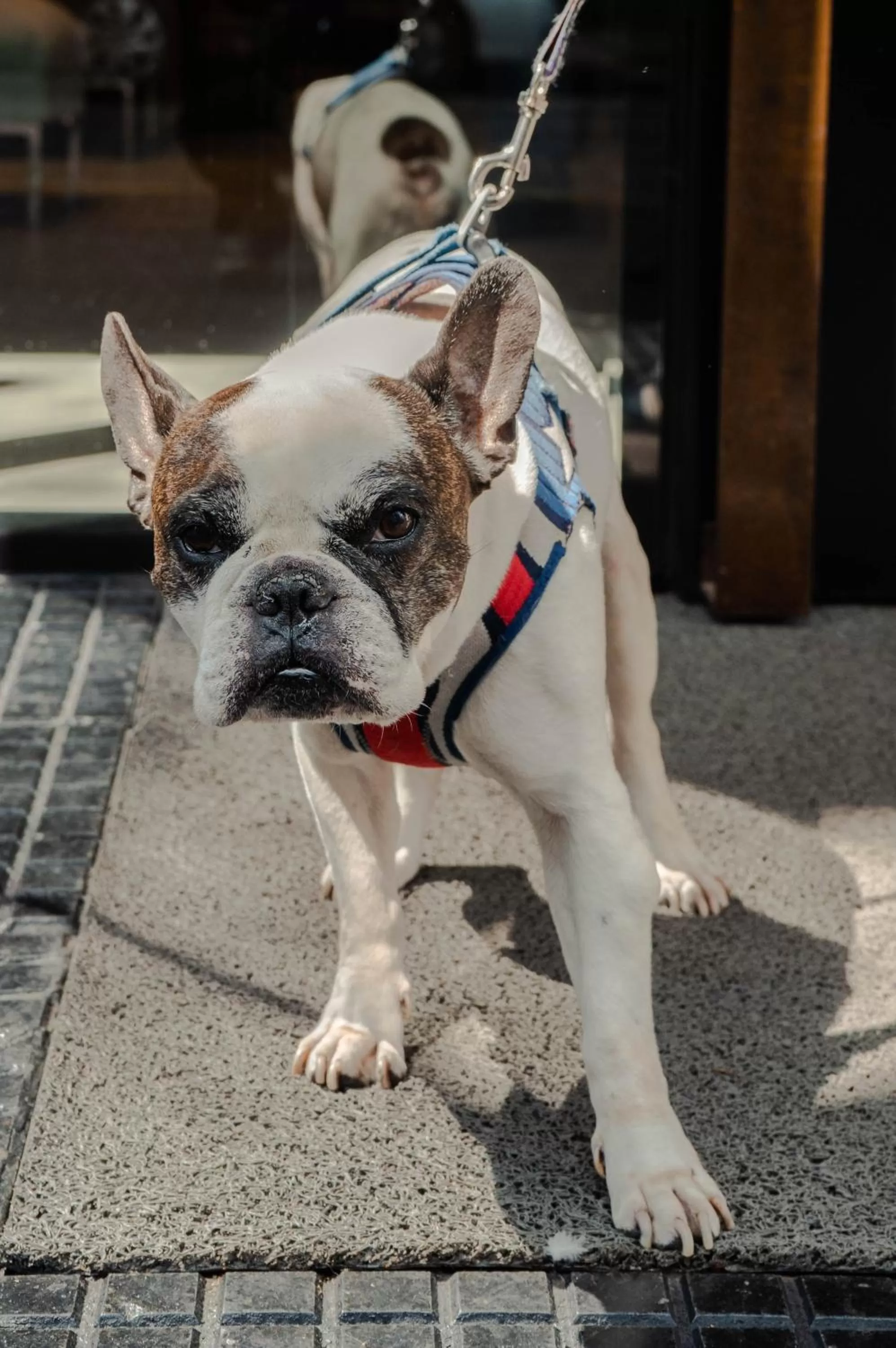 Pets in Pleno Palermo Soho